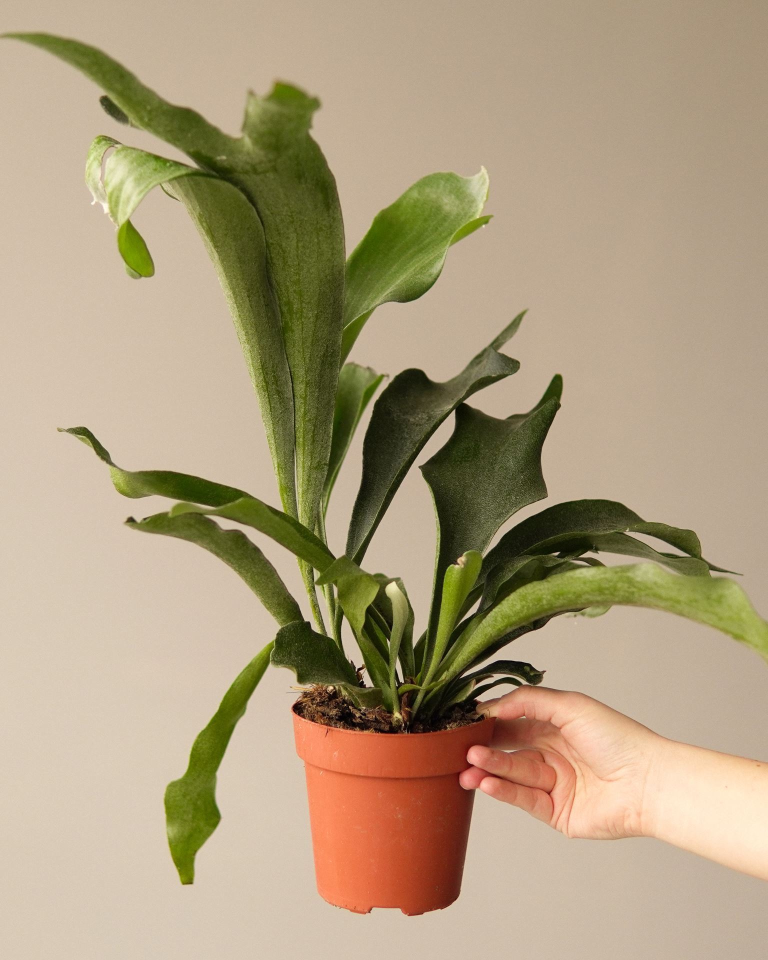 PLATYCERIUM BIFURCATUM