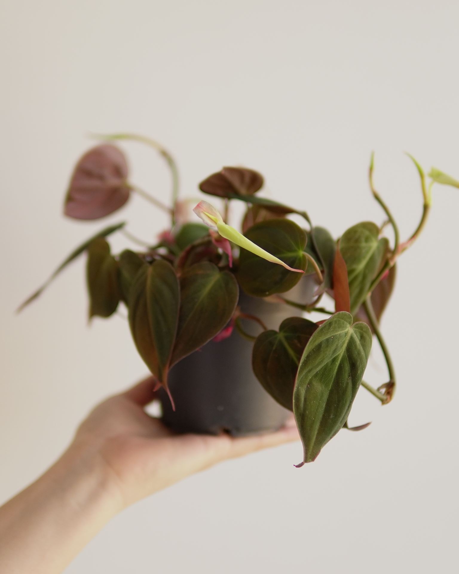 PHILODENDRON SCANDENS MICANS