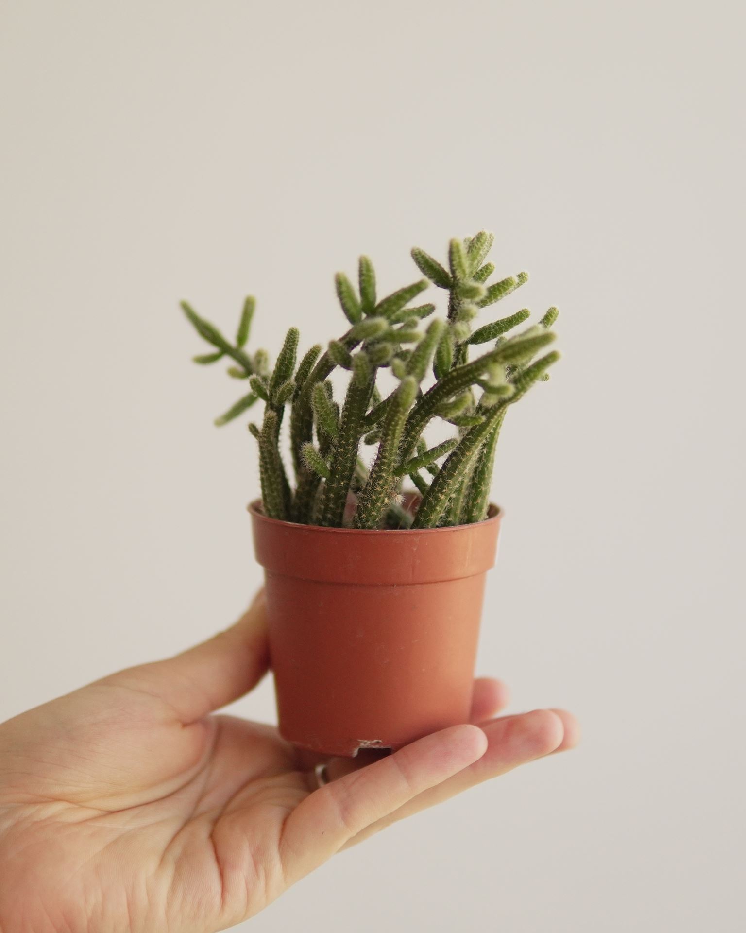 RHIPSALIS BACCIFERA