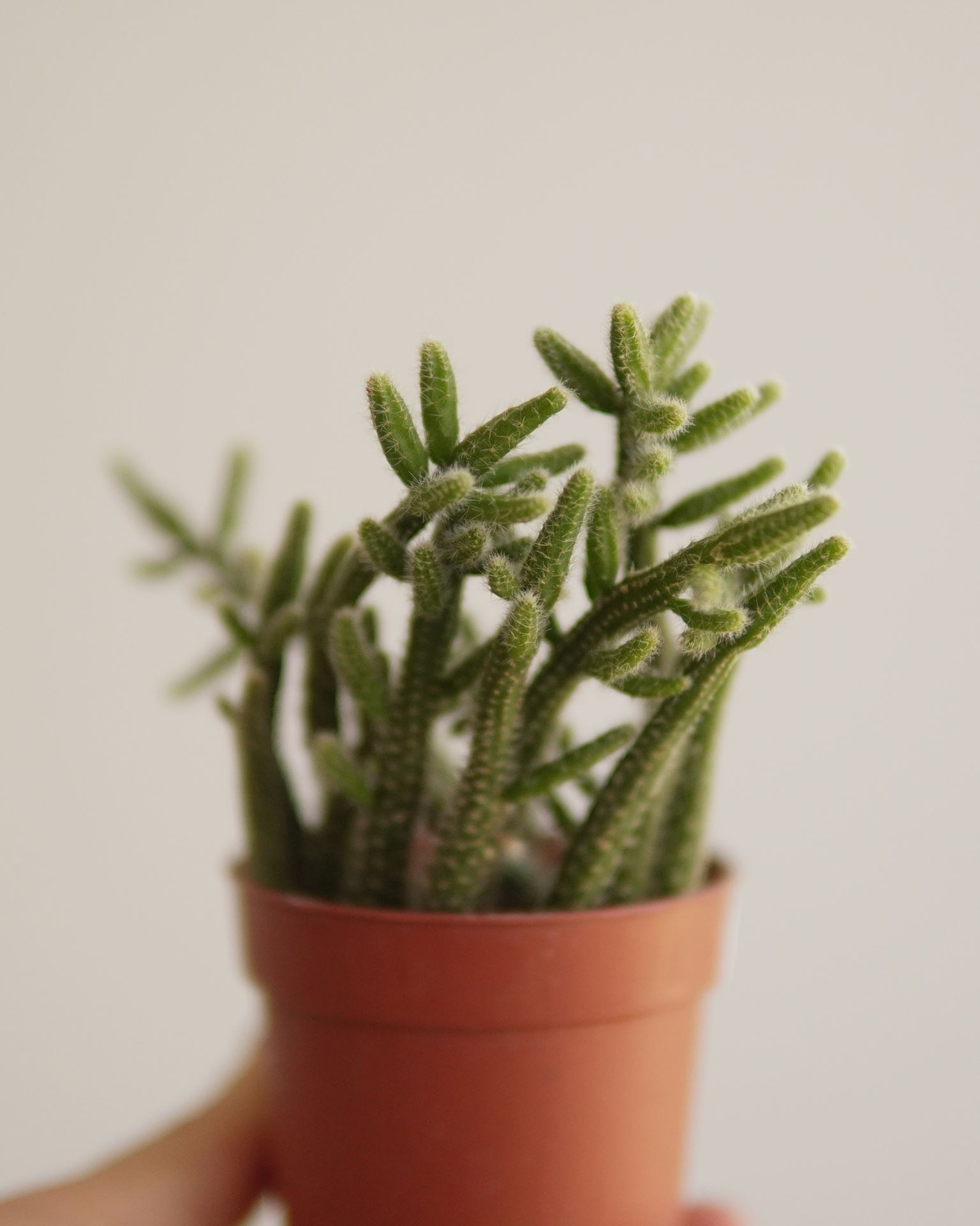 RHIPSALIS BACCIFERA