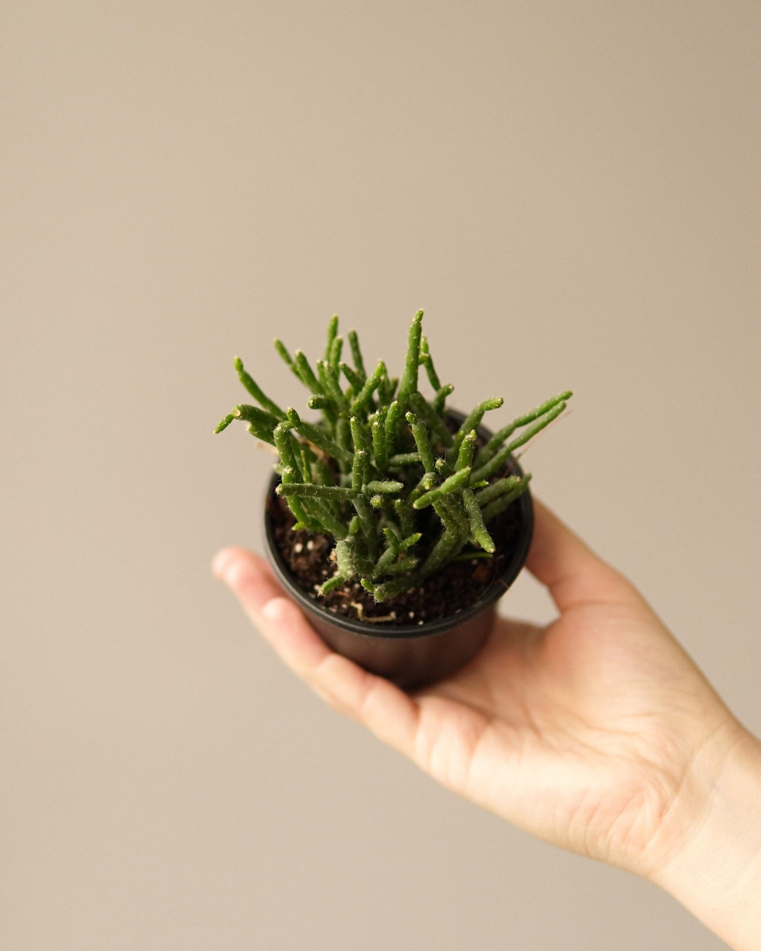 RHIPSALIS CEREUSCULA