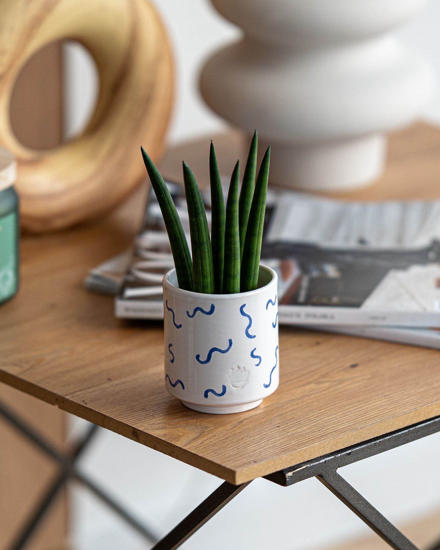 SANSEVIERIA CYLINDRICA