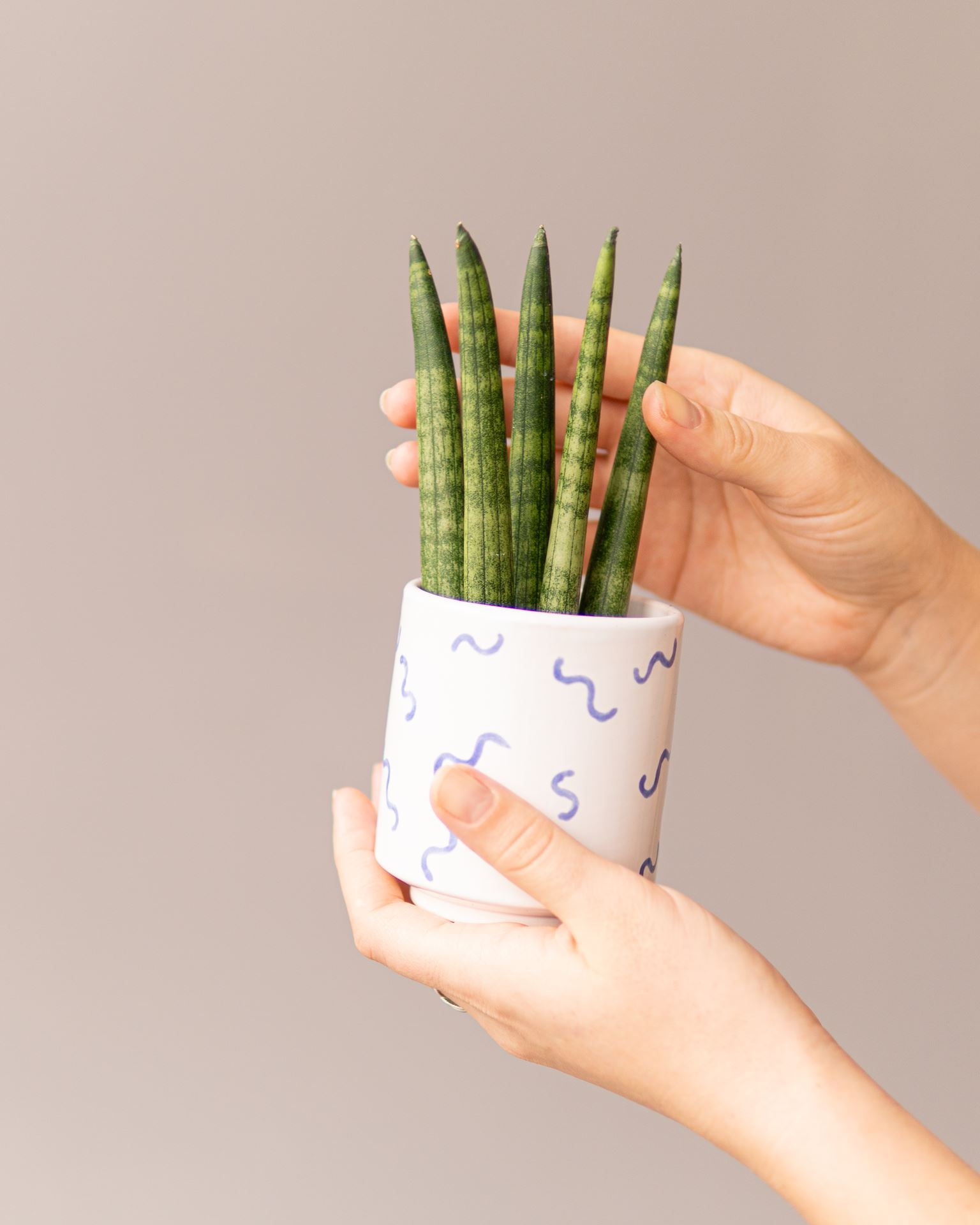 SANSEVIERIA CYLINDRICA