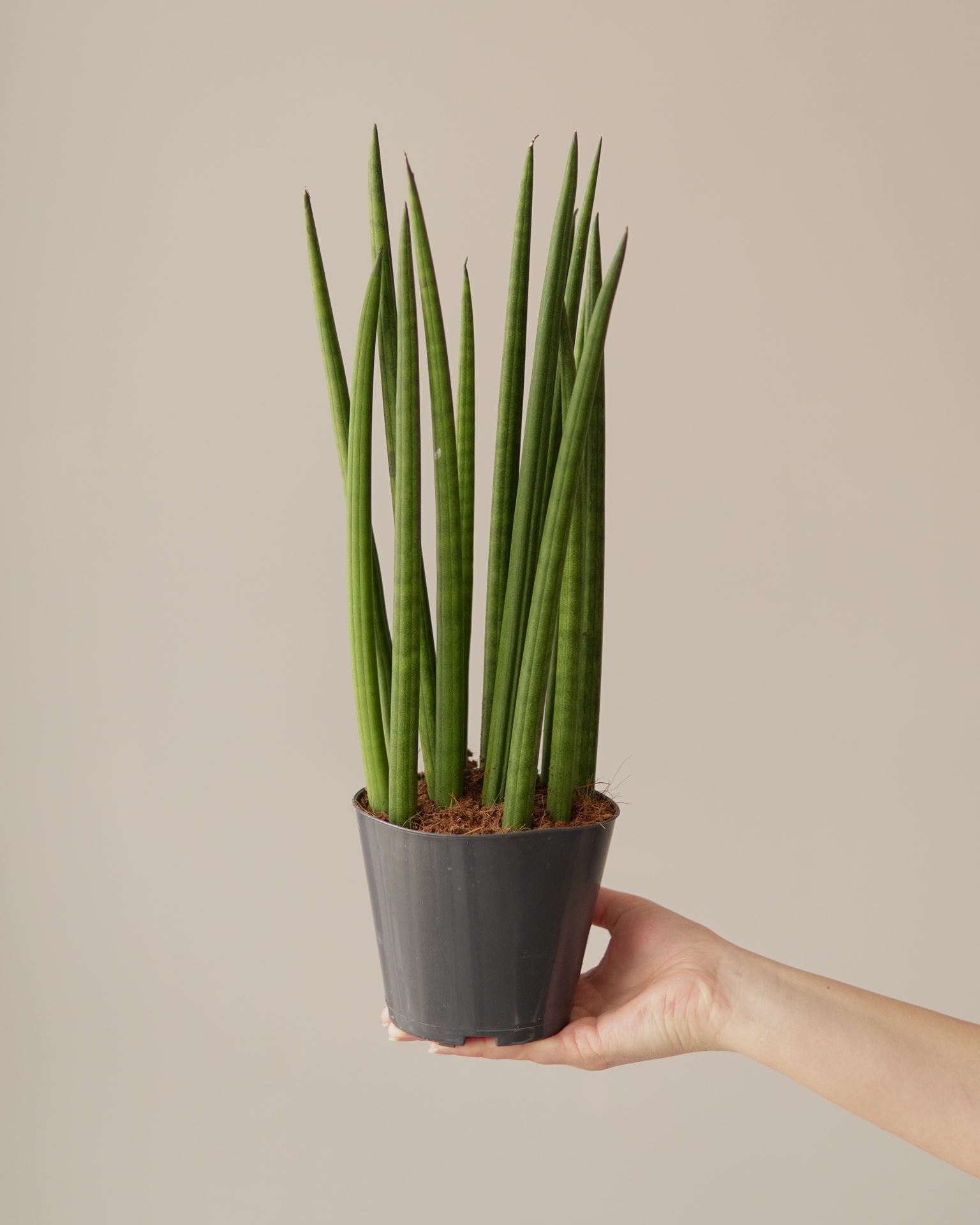 SANSEVIERIA CYLINDRICA