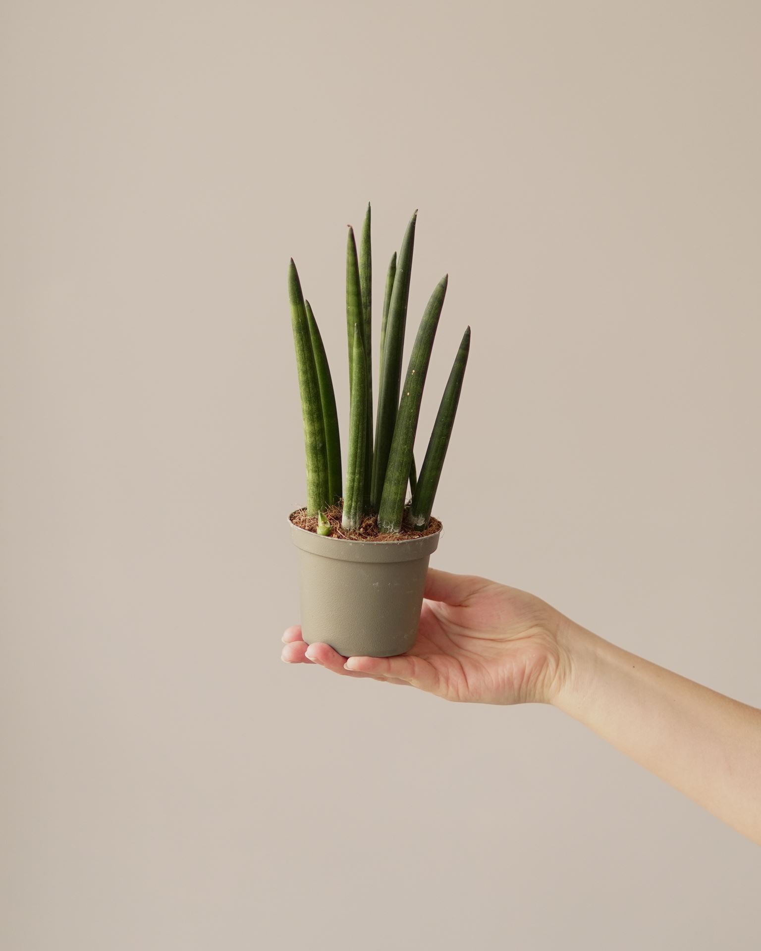 SANSEVIERIA CYLINDRICA