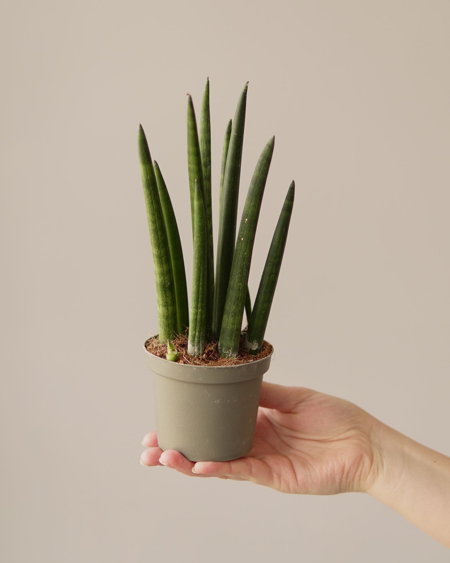 SANSEVIERIA CYLINDRICA