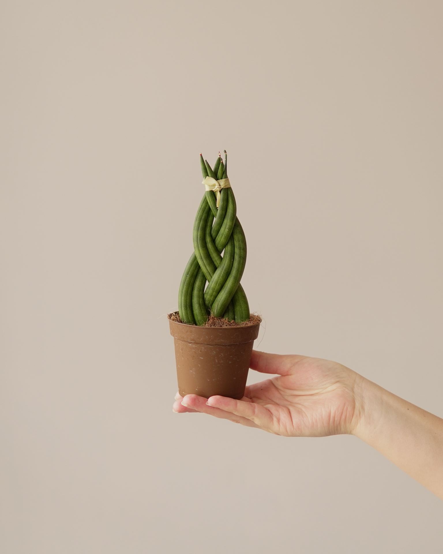 SANSEVIERIA CYLINDRICA