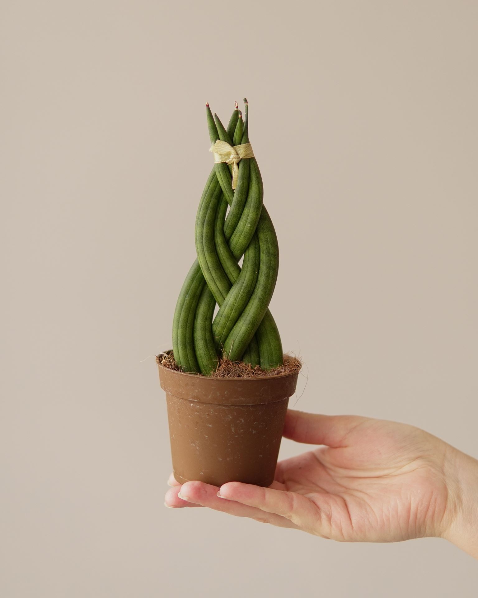 SANSEVIERIA CYLINDRICA