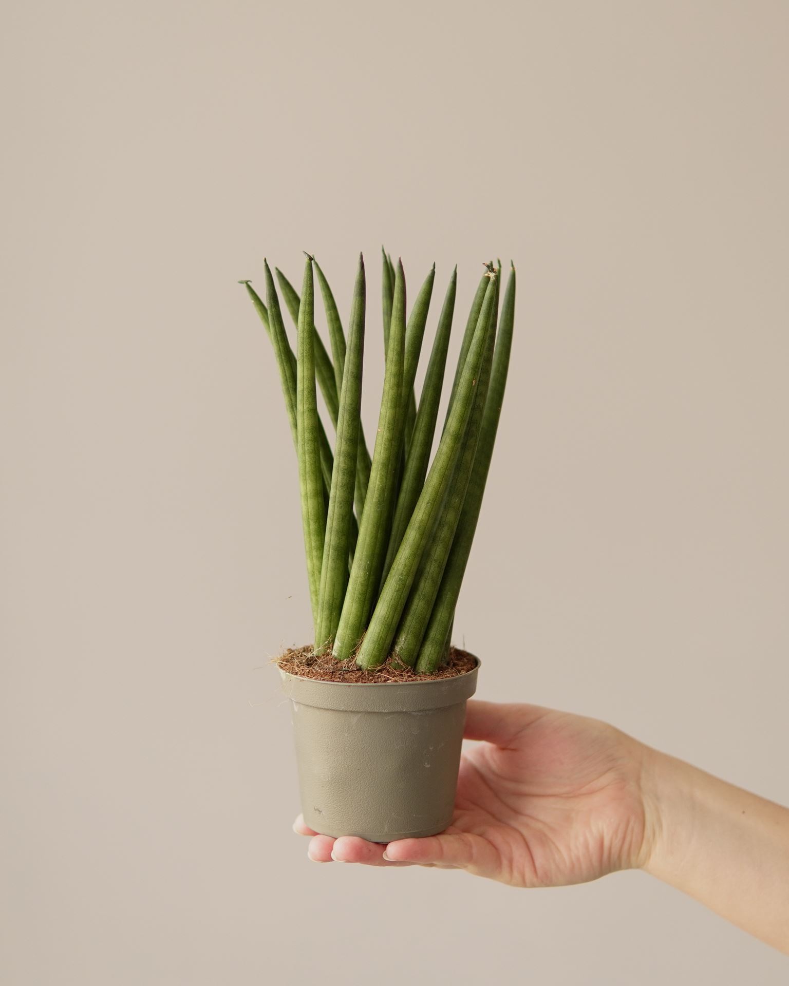 SANSEVIERIA CYLINDRICA