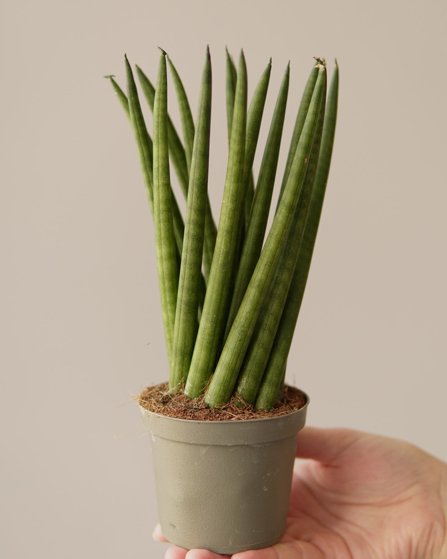 SANSEVIERIA CYLINDRICA