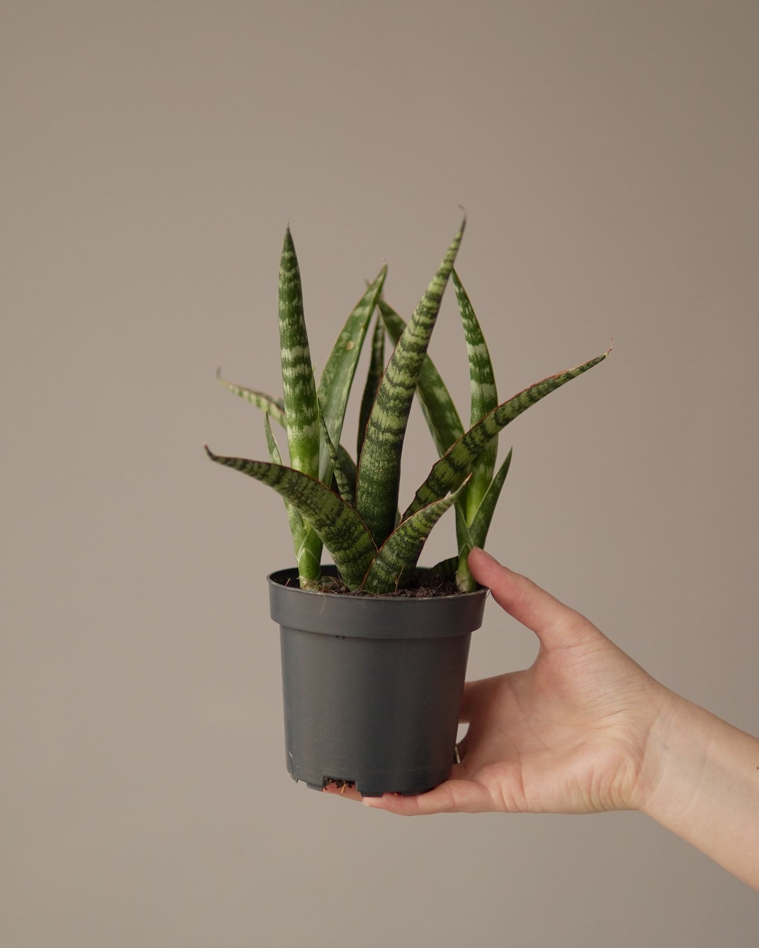 sansevieria bacularis