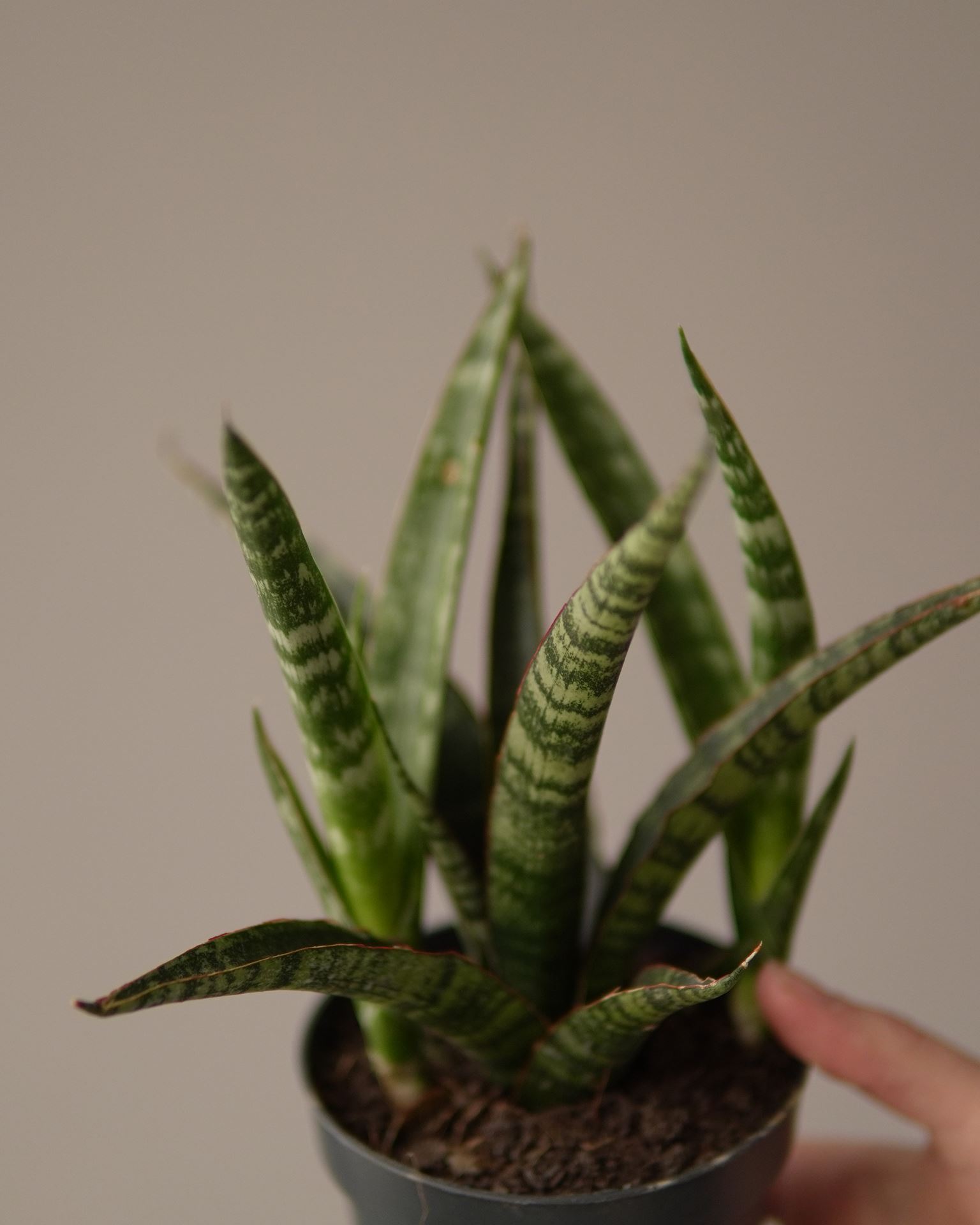 sansevieria bacularis