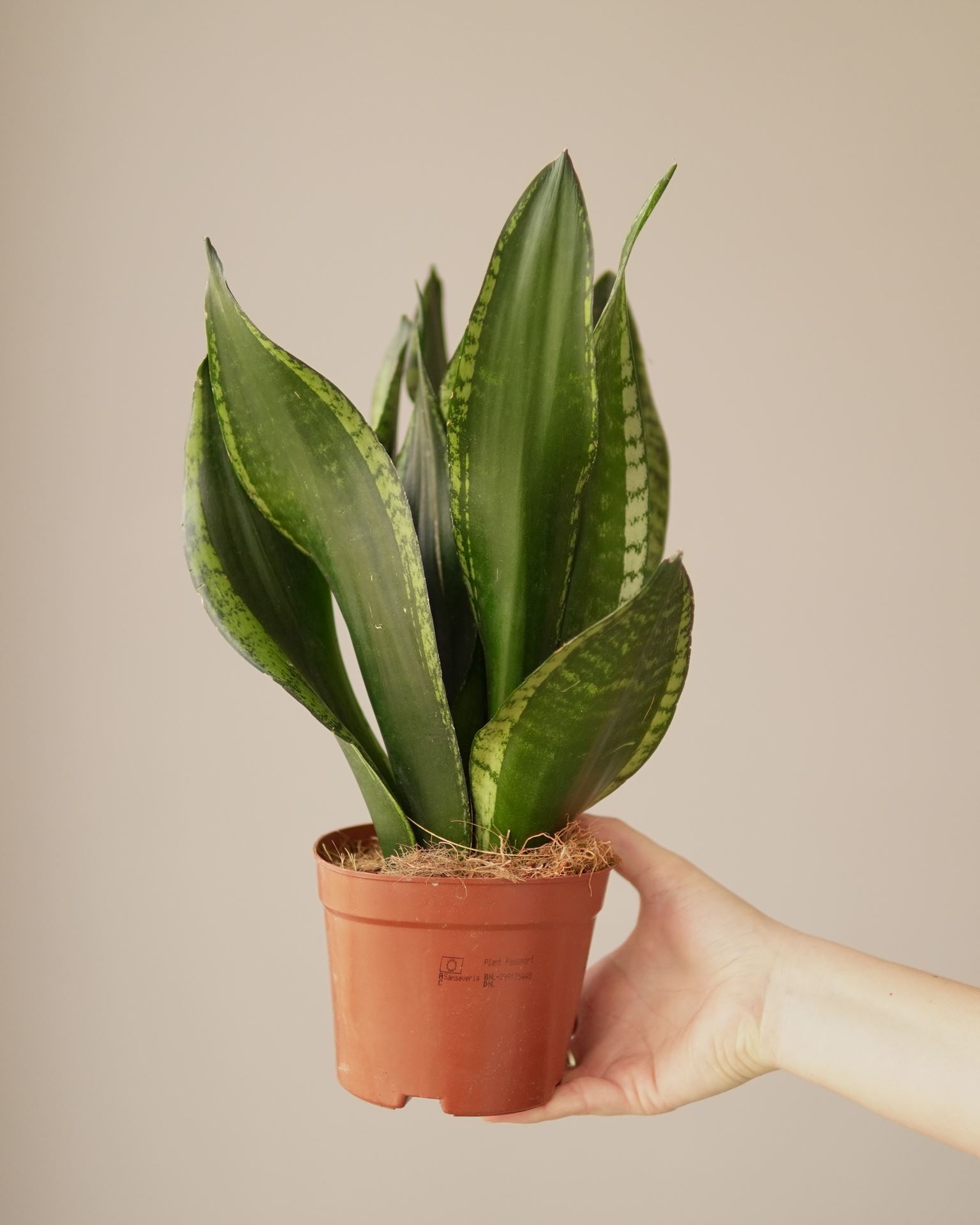 SANSEVIERIA silver flame