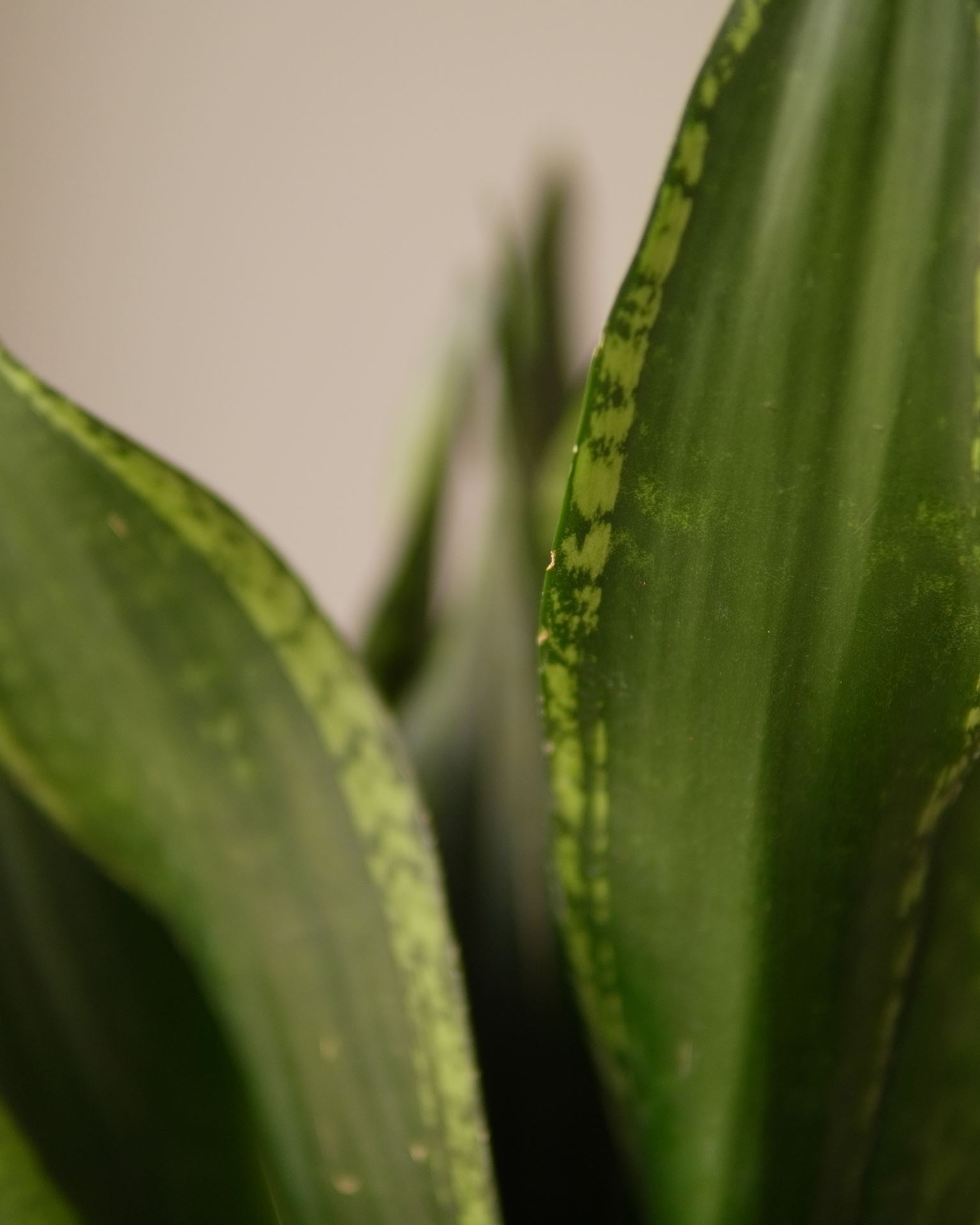 SANSEVIERIA silver flame