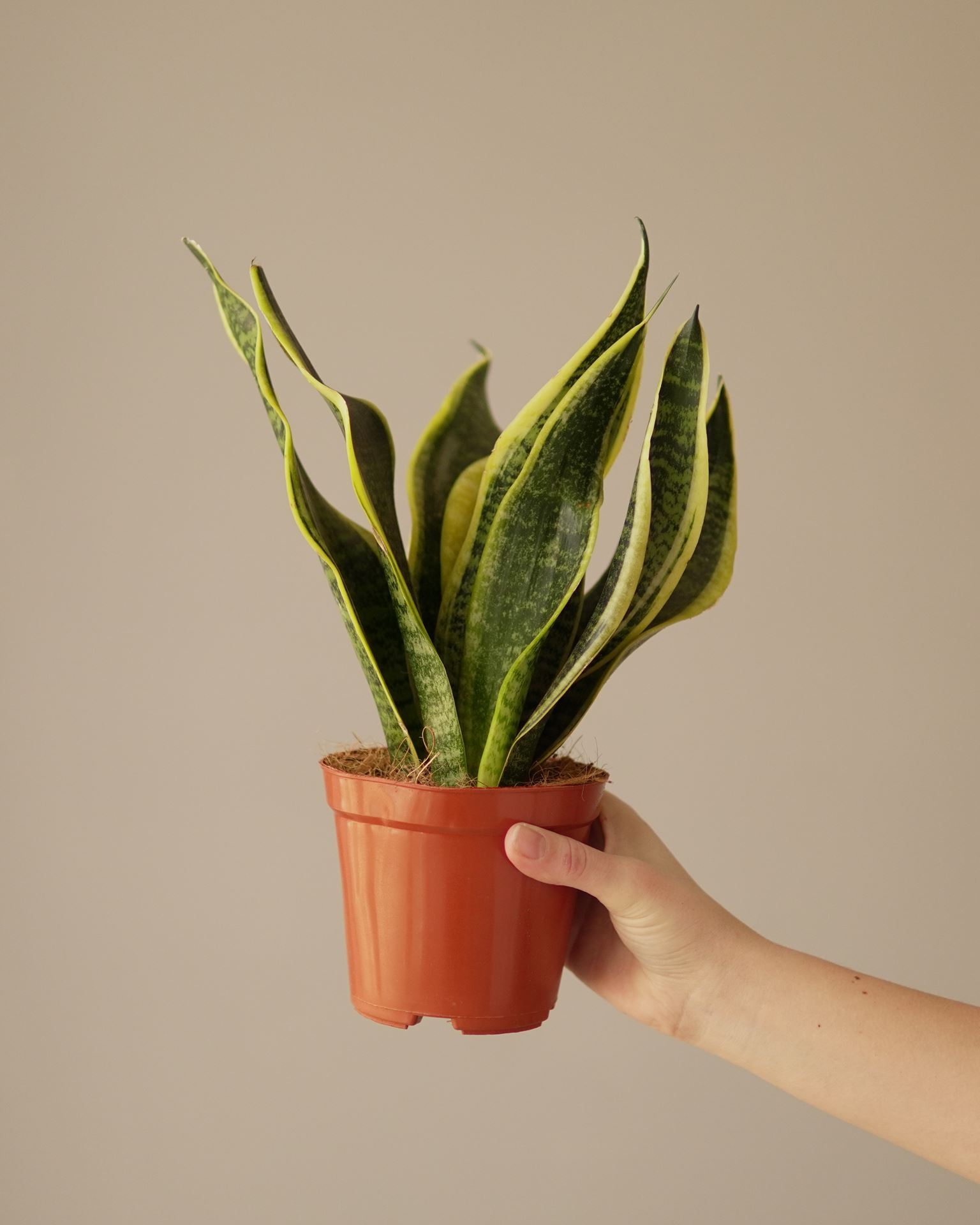 SANSEVIERIA future superba