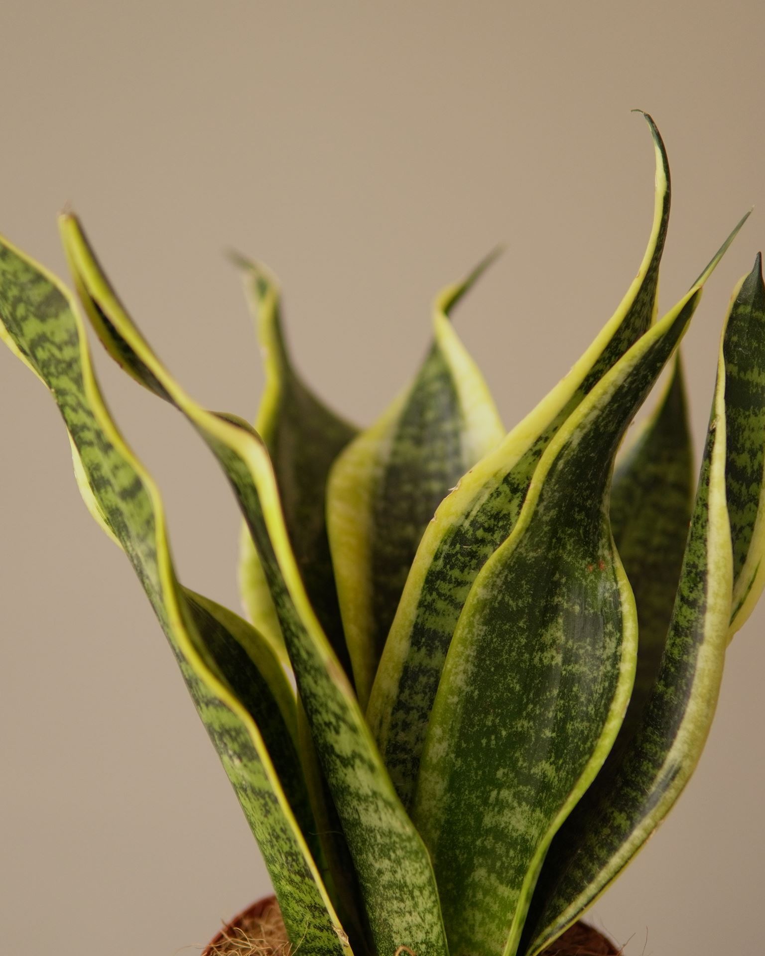 SANSEVIERIA future superba