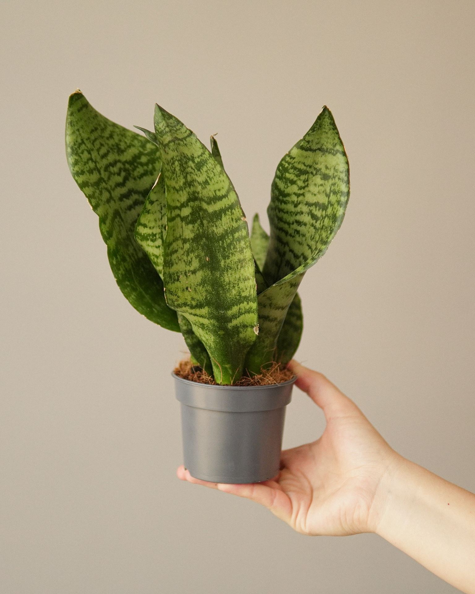 SANSEVIERIA ZEYLANICA