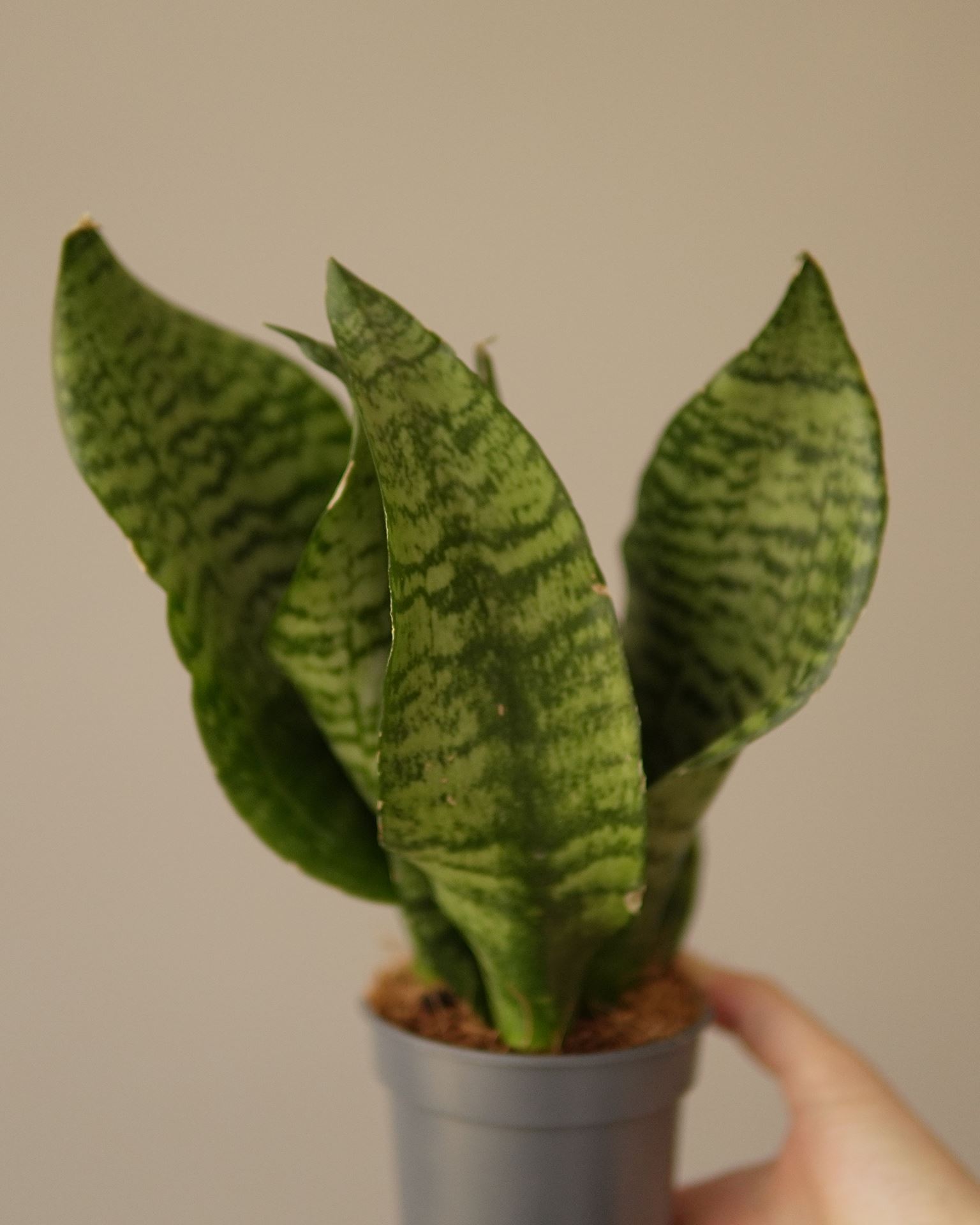 SANSEVIERIA ZEYLANICA