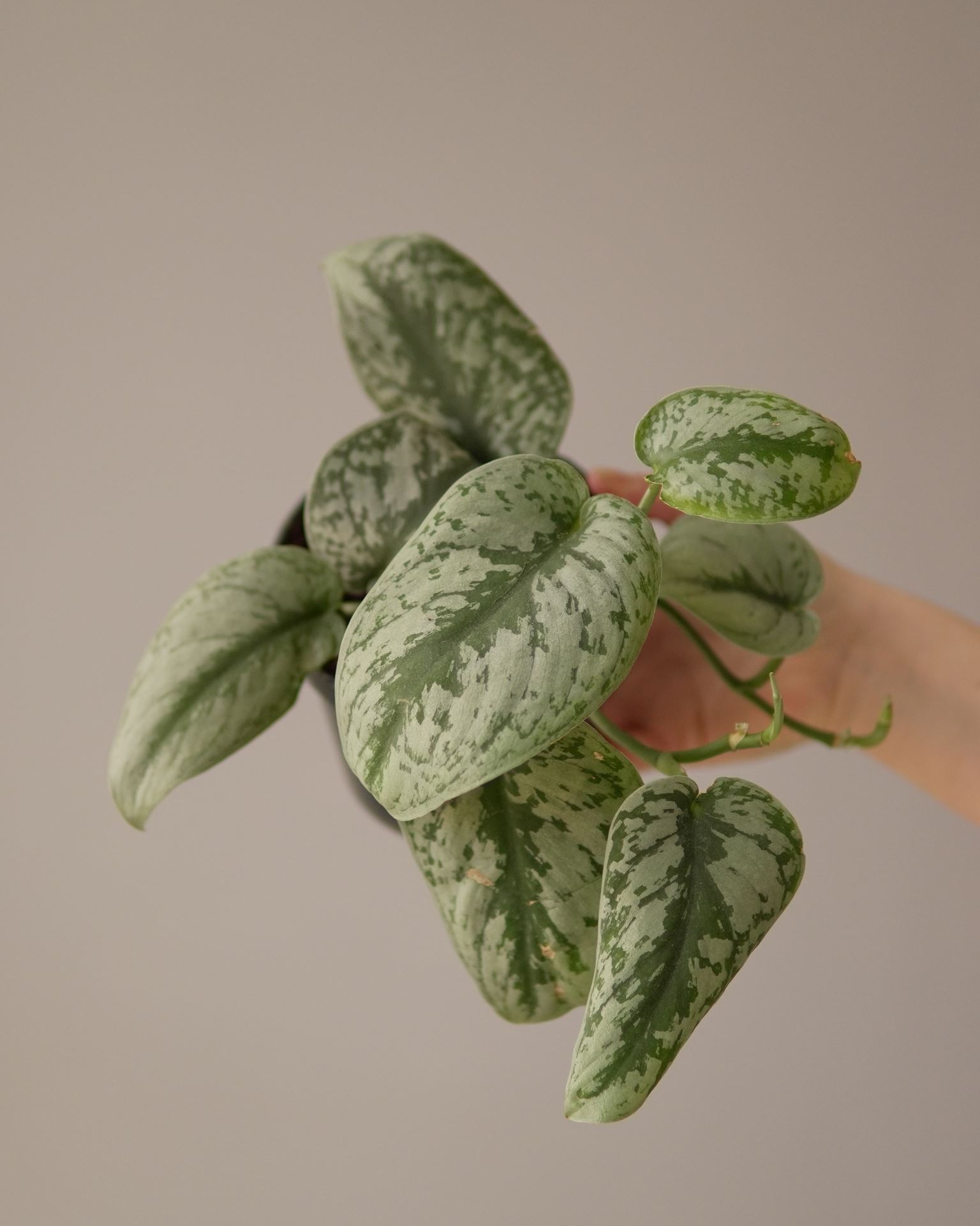 SCINDAPSUS PICTUS TREBIE