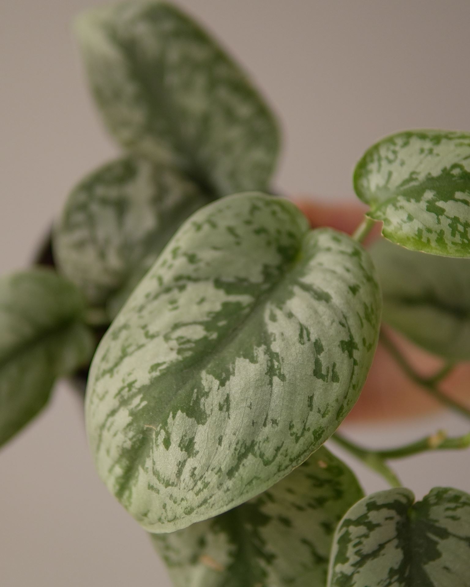 SCINDAPSUS PICTUS TREBIE