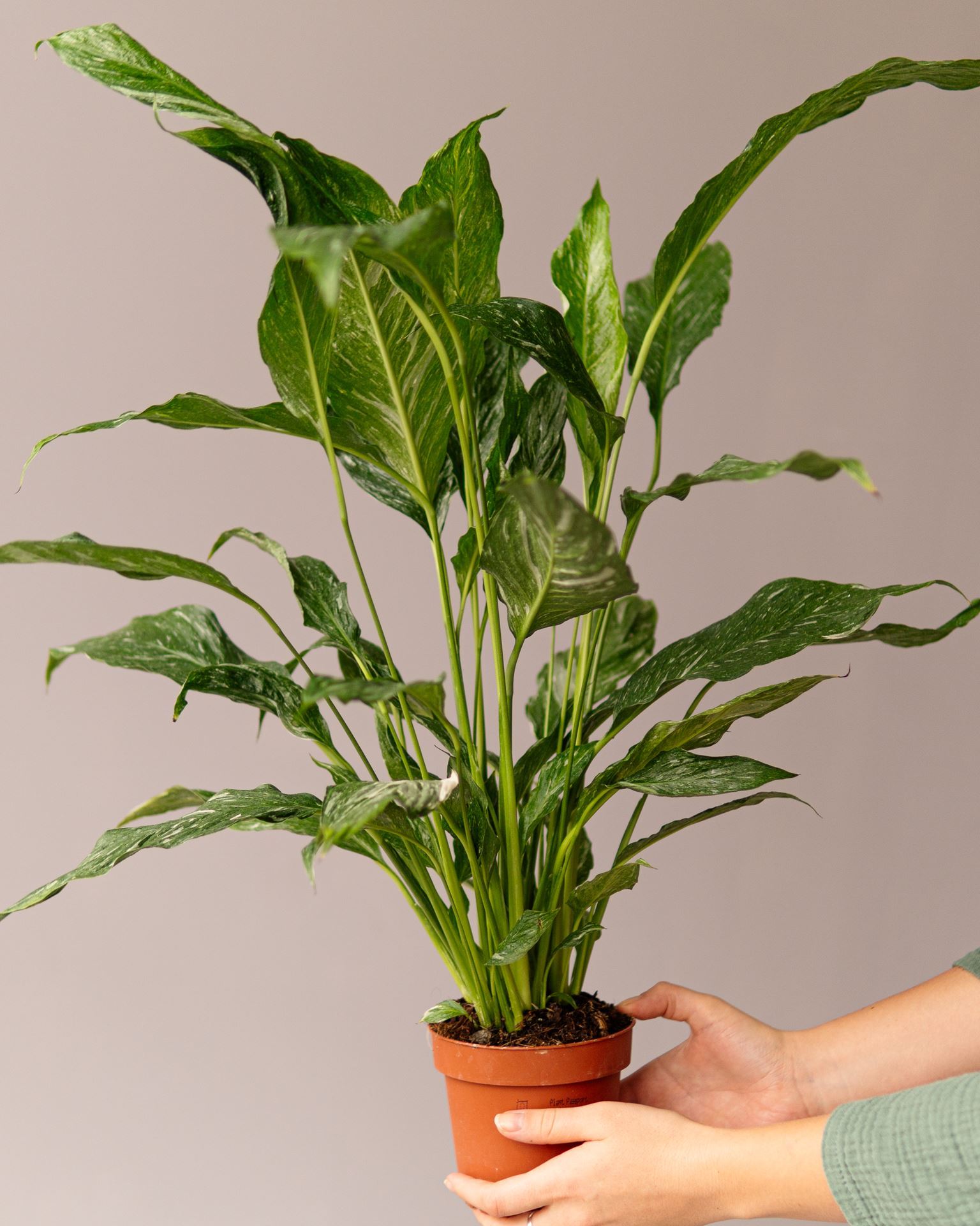 SPATHIPHYLLUM DIAMOND