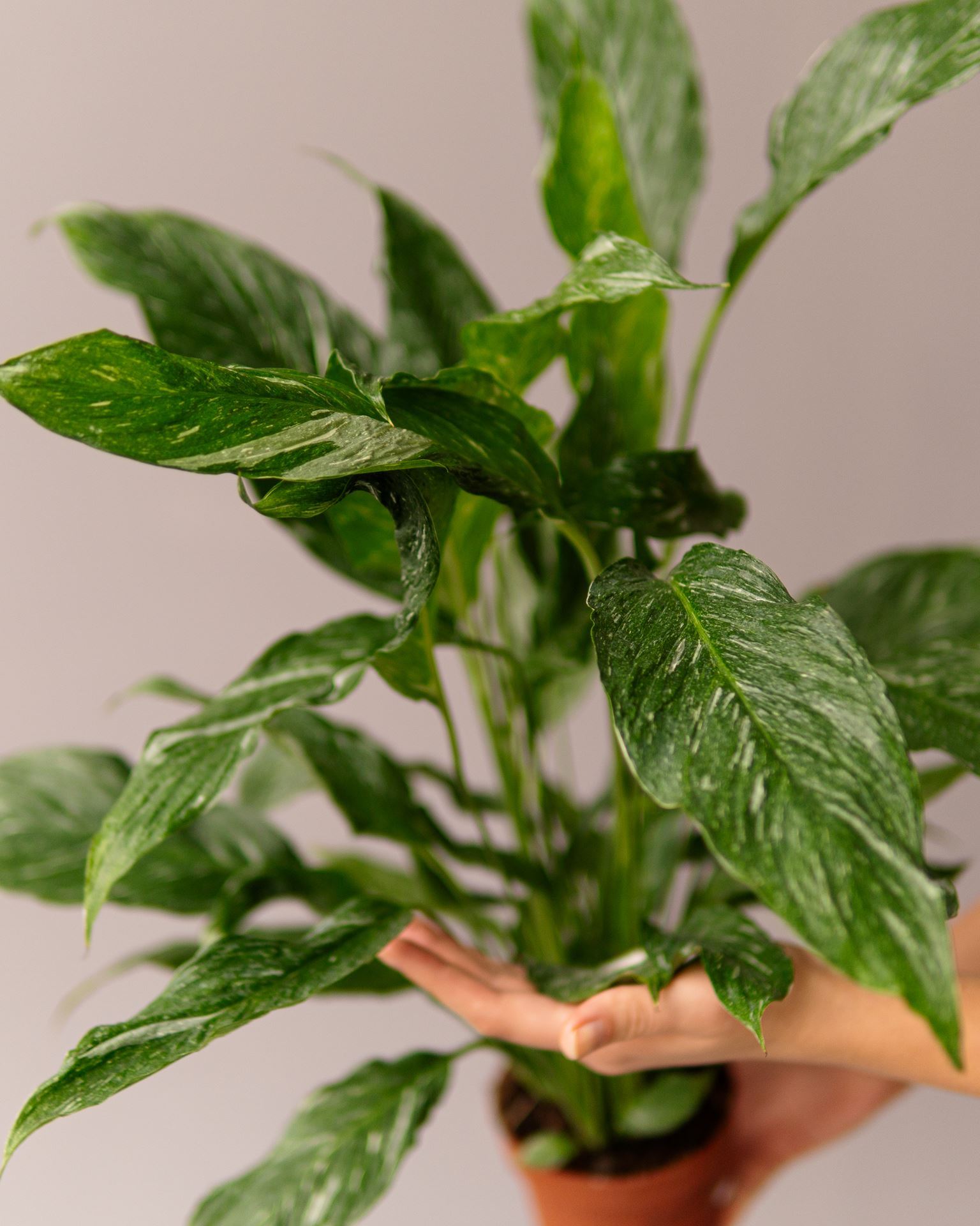SPATHIPHYLLUM DIAMOND