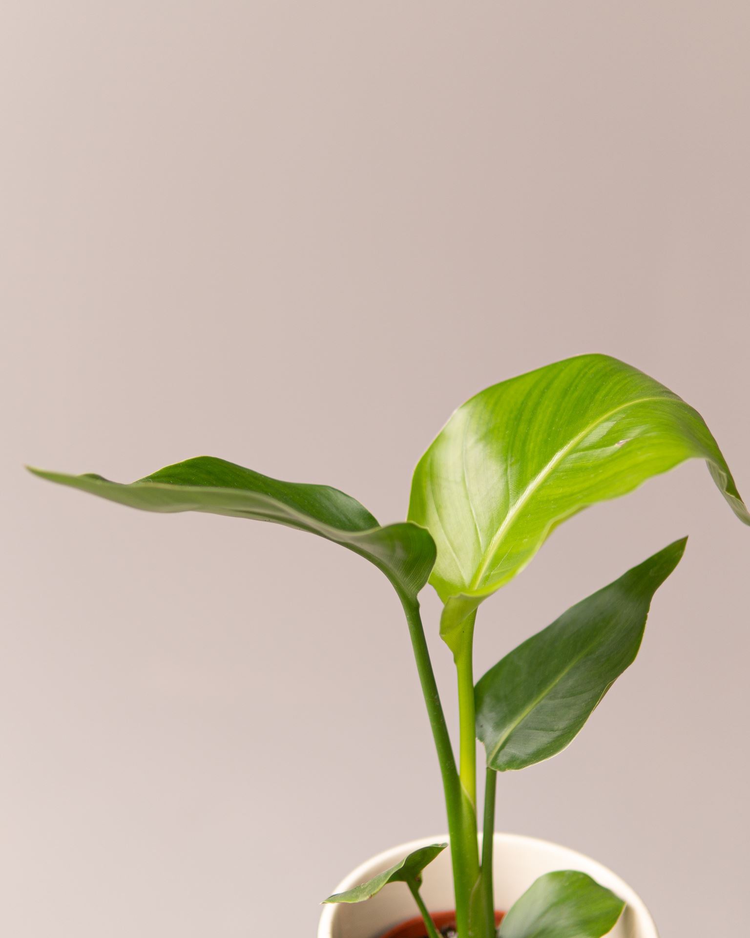 STRELITZIA NICOLAI