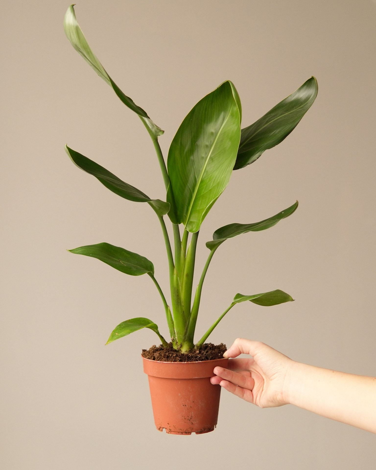 STRELITZIA Reginae