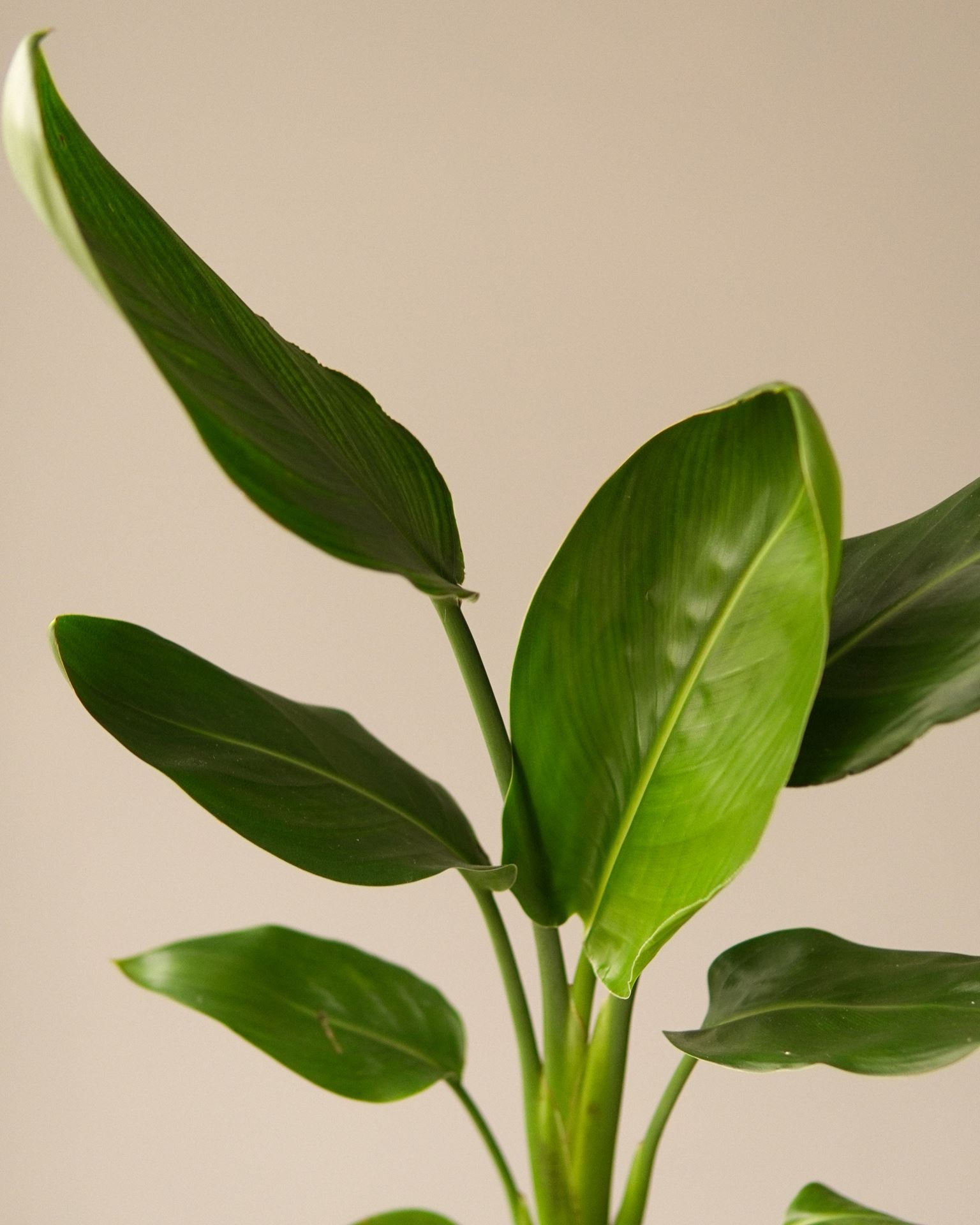 STRELITZIA Reginae