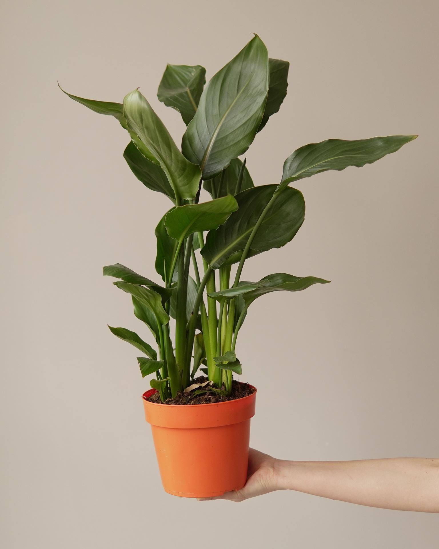 STRELITZIA REGINA