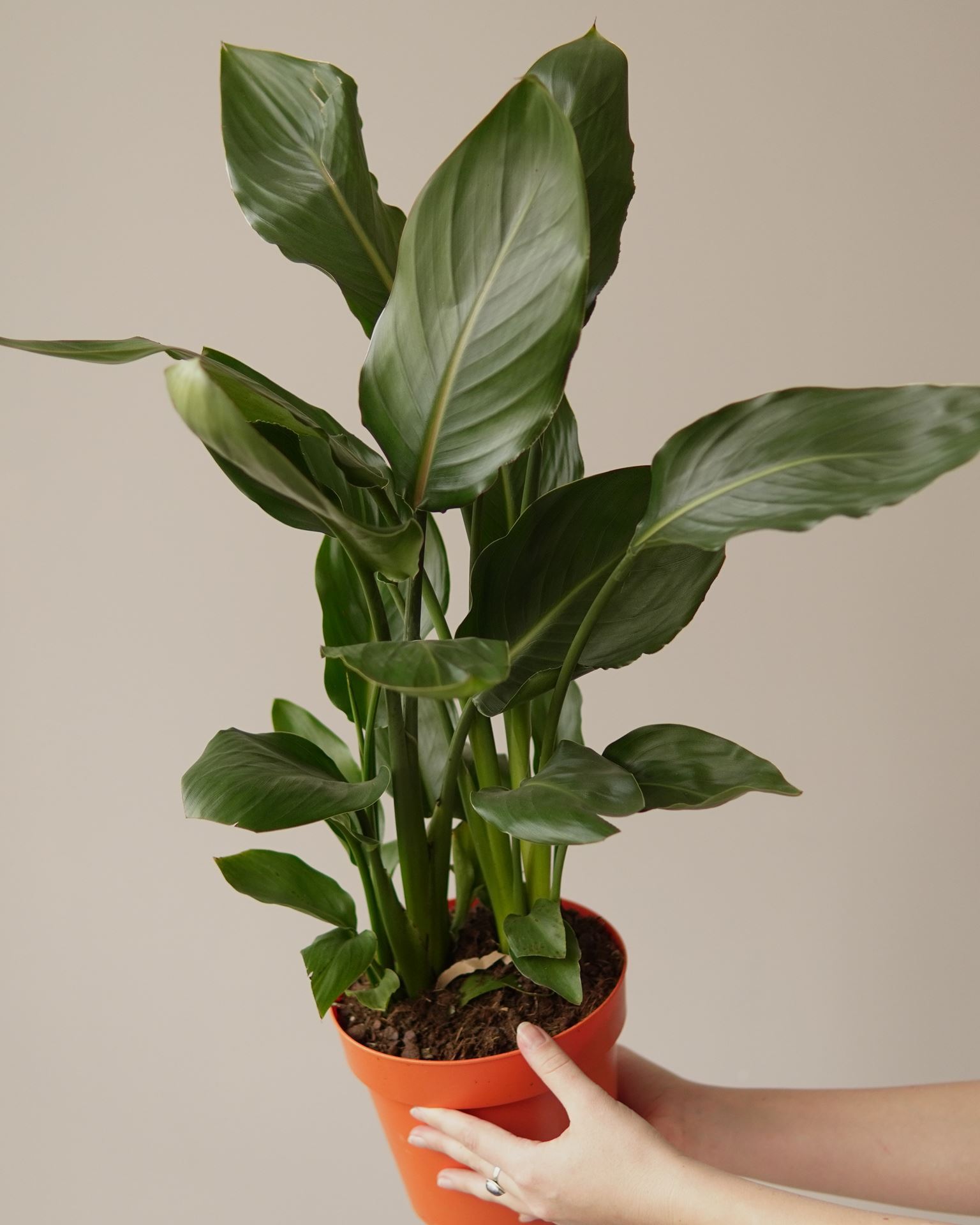 STRELITZIA REGINA