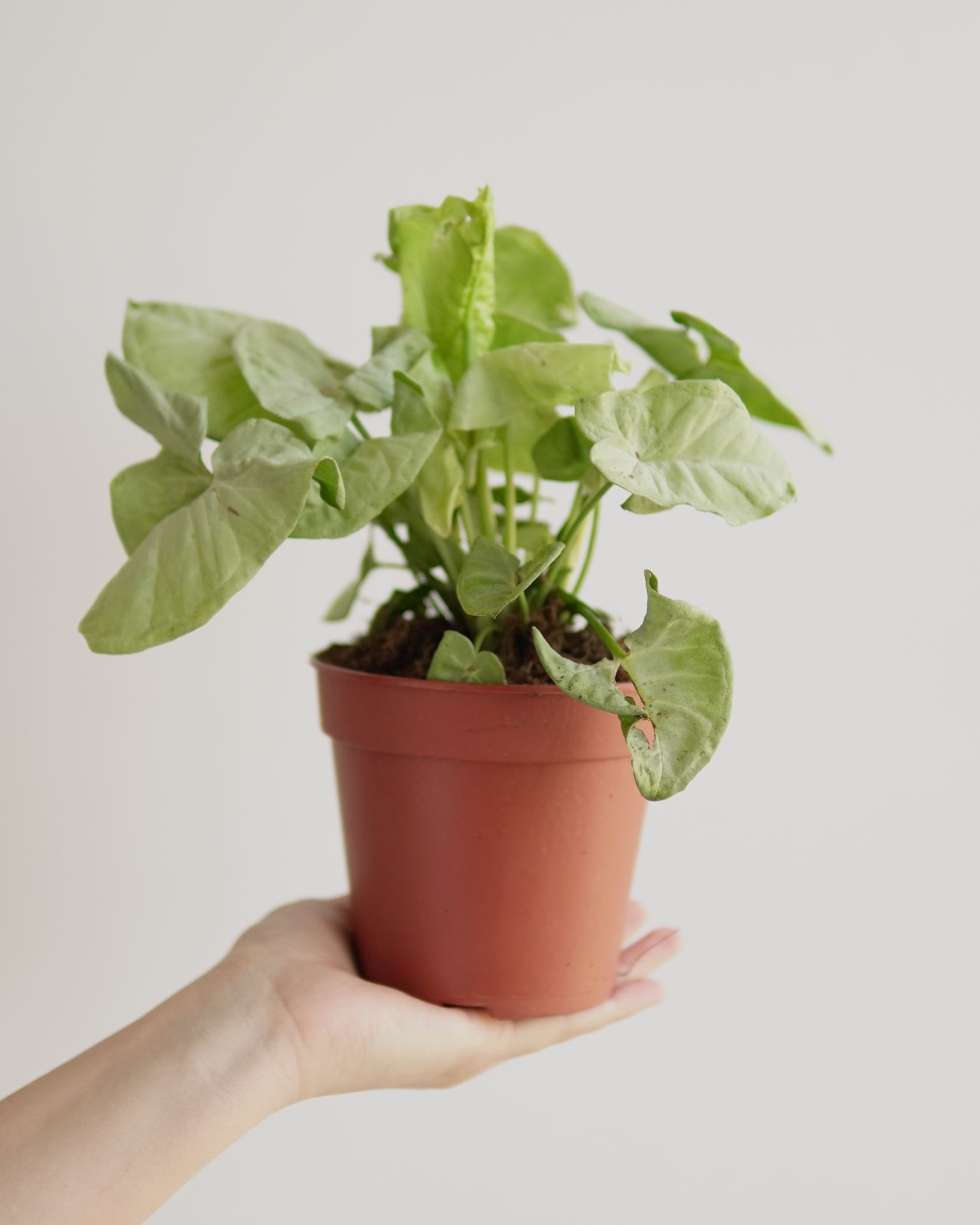 SYNGONIUM MILK CONFETTI