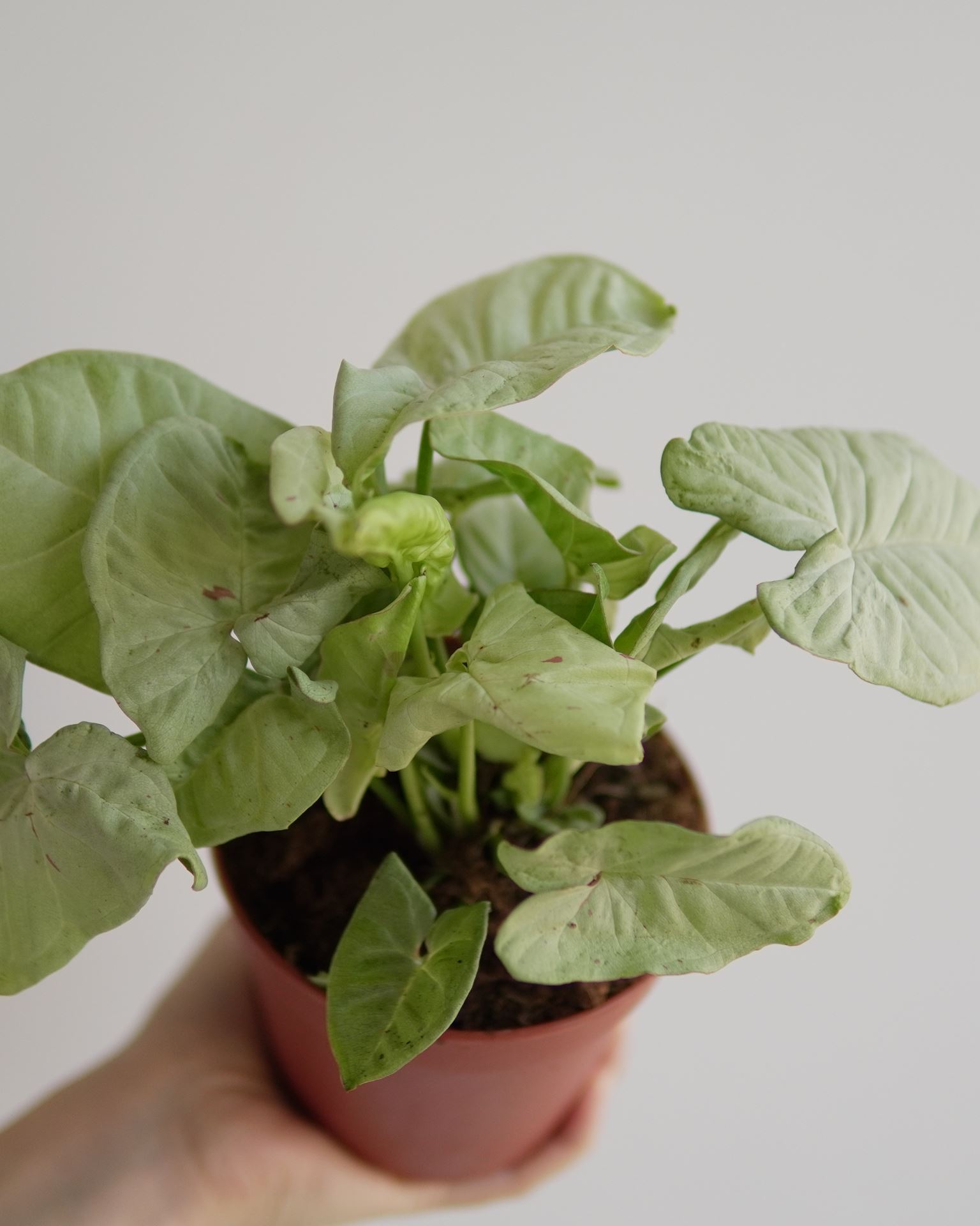 SYNGONIUM MILK CONFETTI