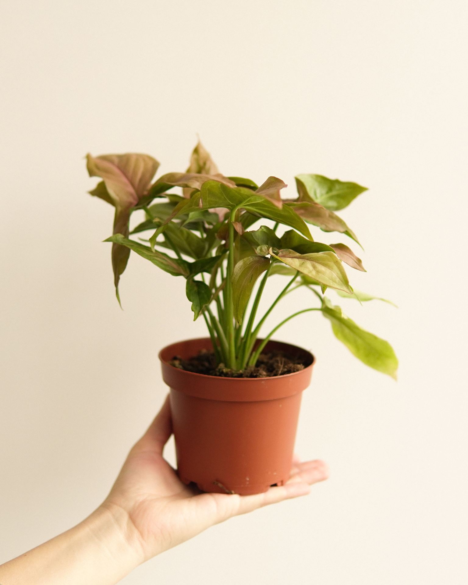 syngonium pink splash