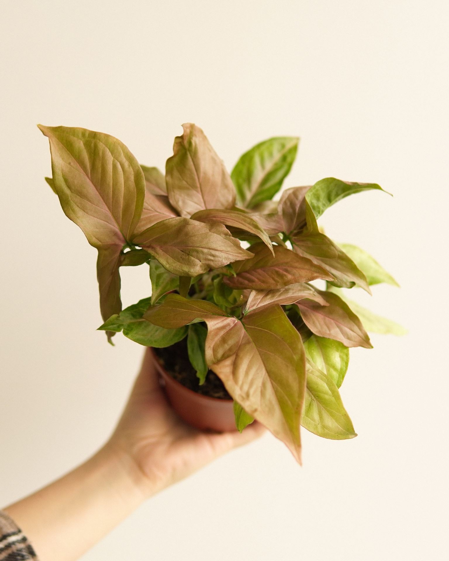 syngonium pink splash
