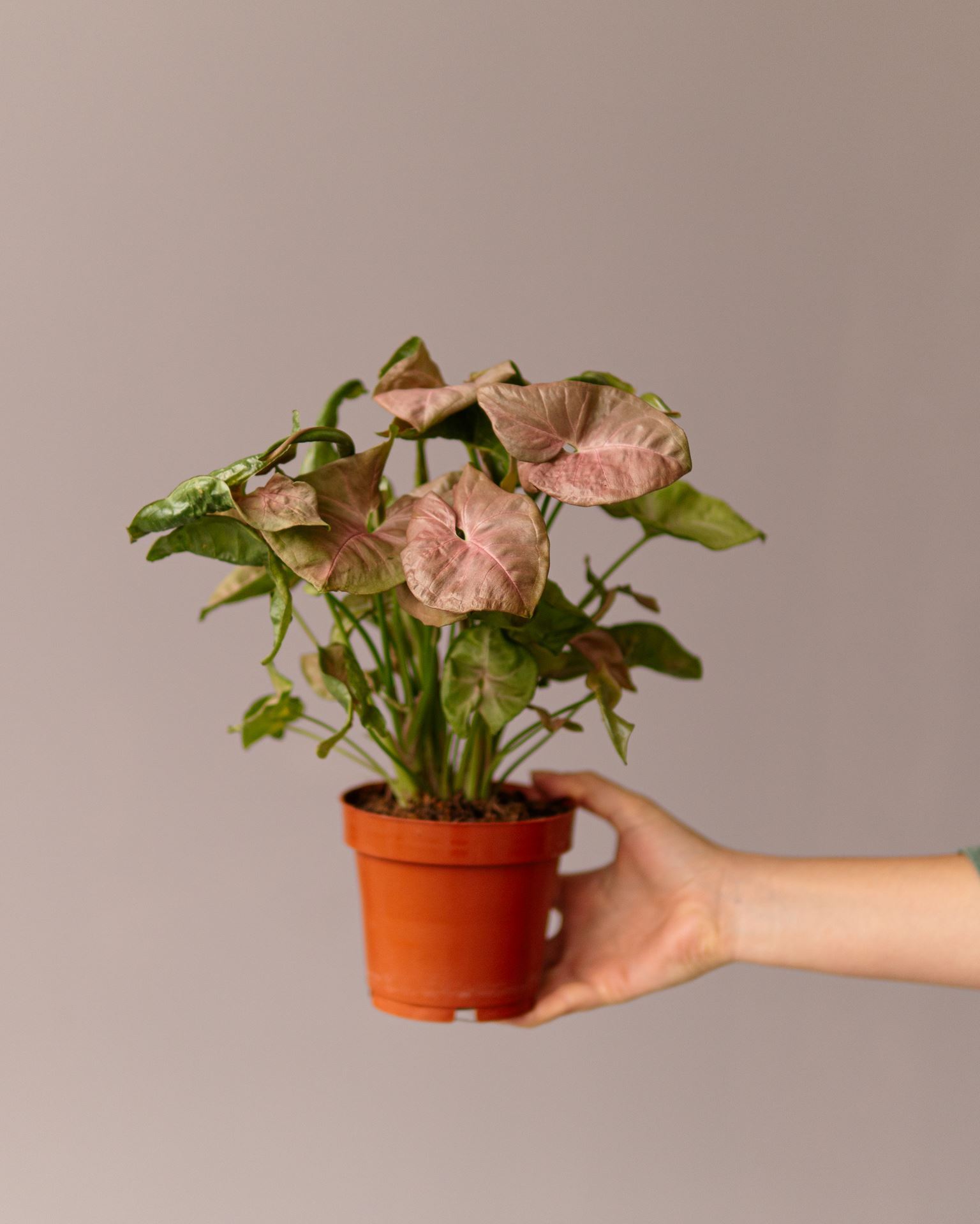 SYNGONIUM NEON ROBUSTA