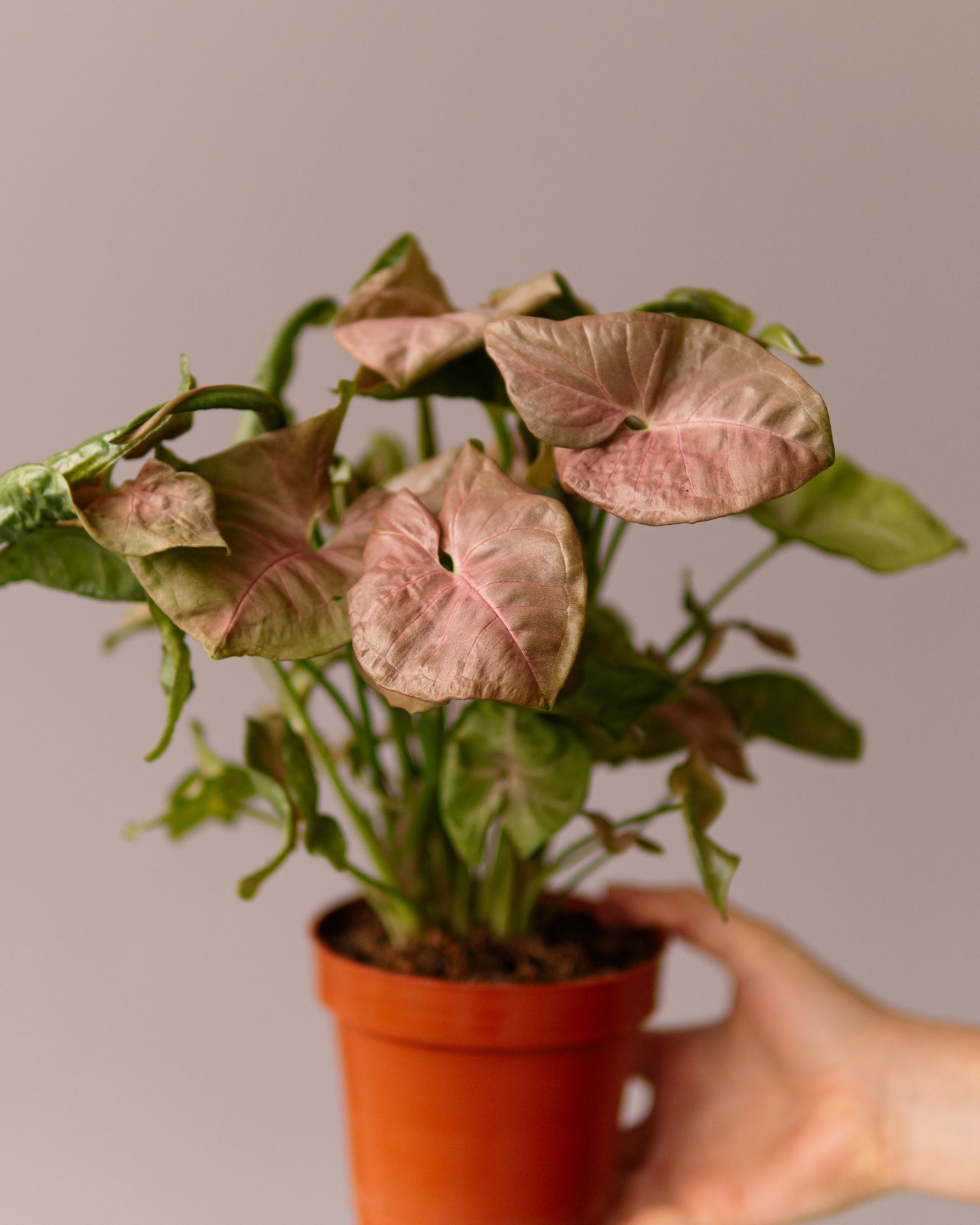SYNGONIUM NEON ROBUSTA