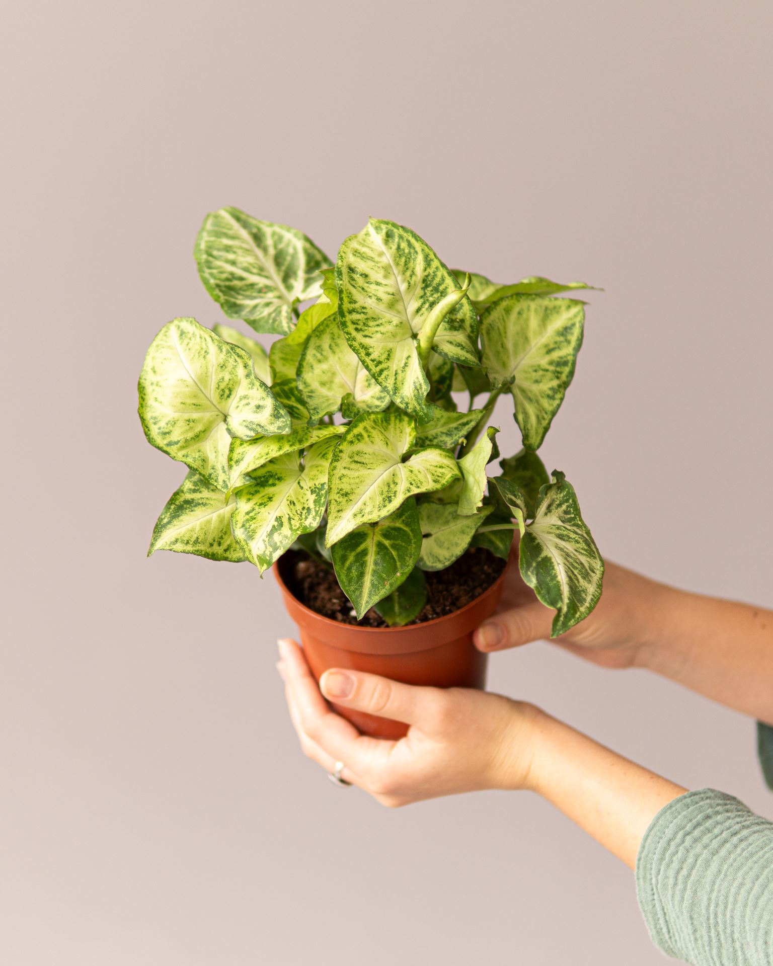 SYNGONIUM ARROW