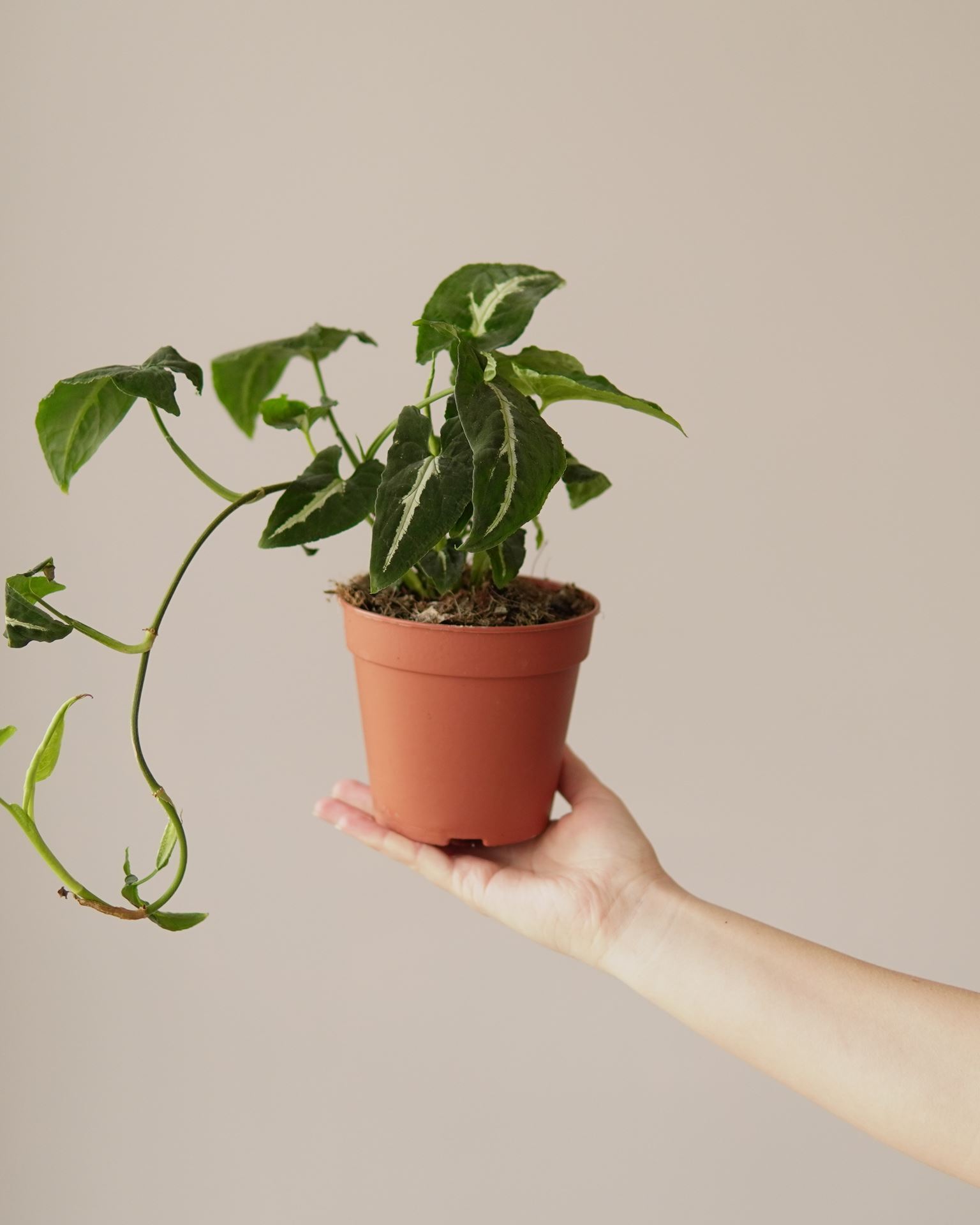 SYNGONIUM WENDLANDII