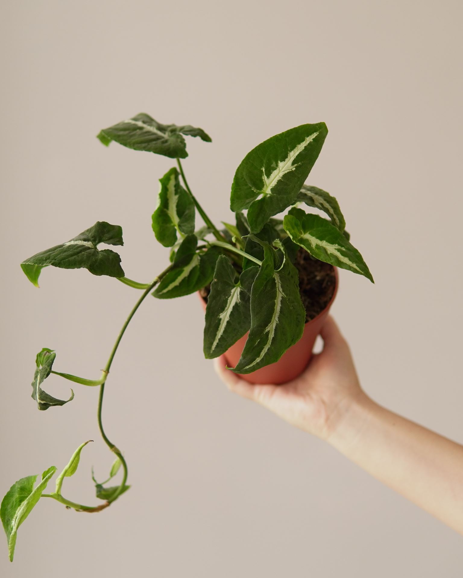 SYNGONIUM WENDLANDII