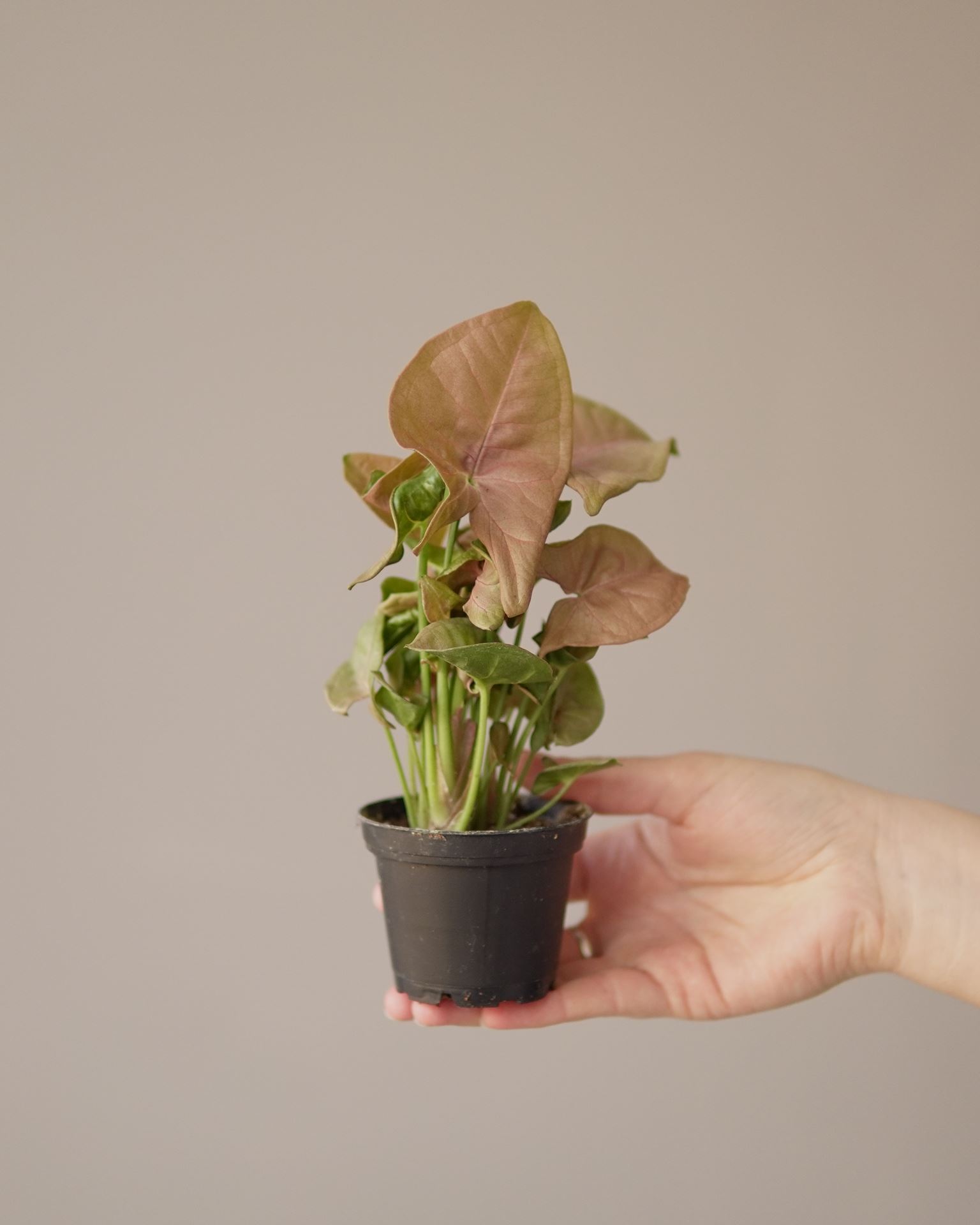 SYNGONIUM NEON ROBUSTA