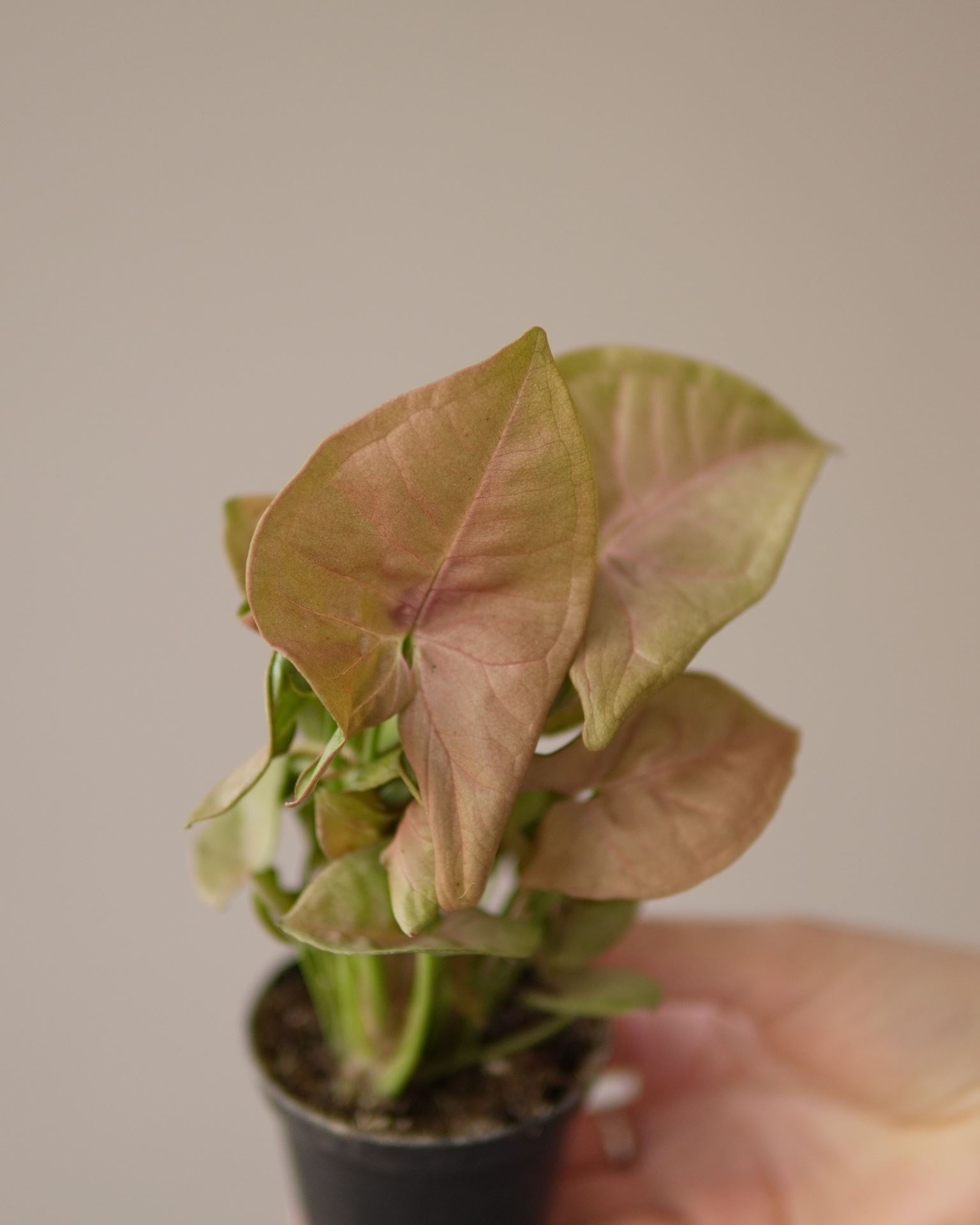SYNGONIUM NEON ROBUSTA