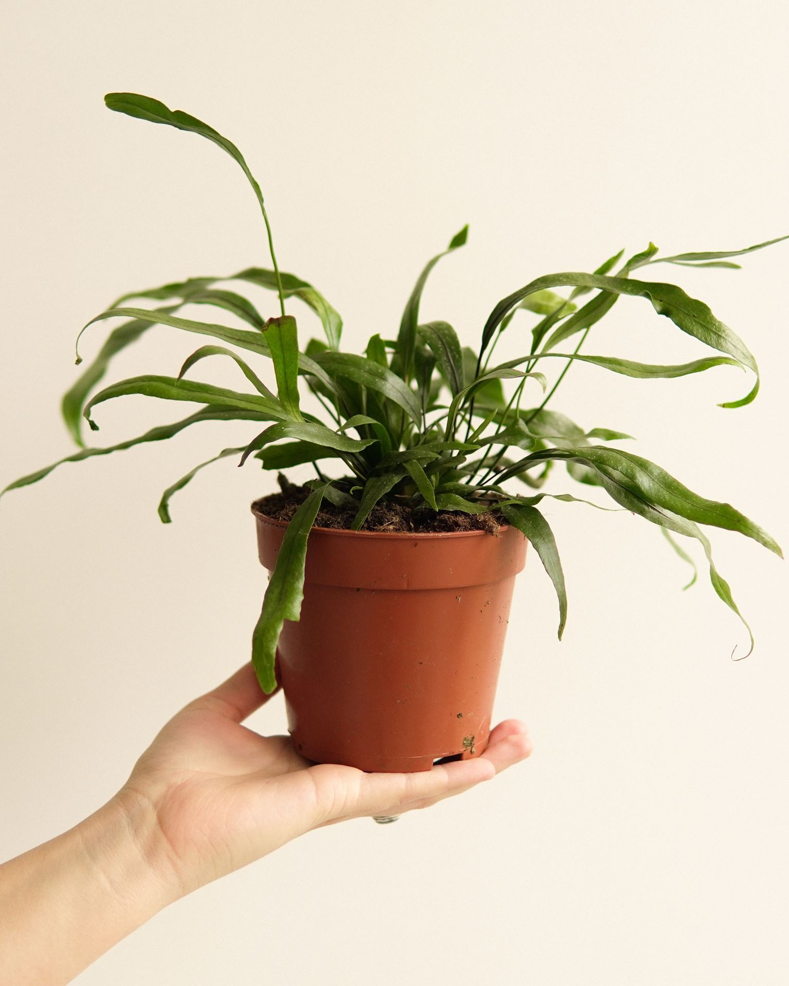 microsorum diversifolium