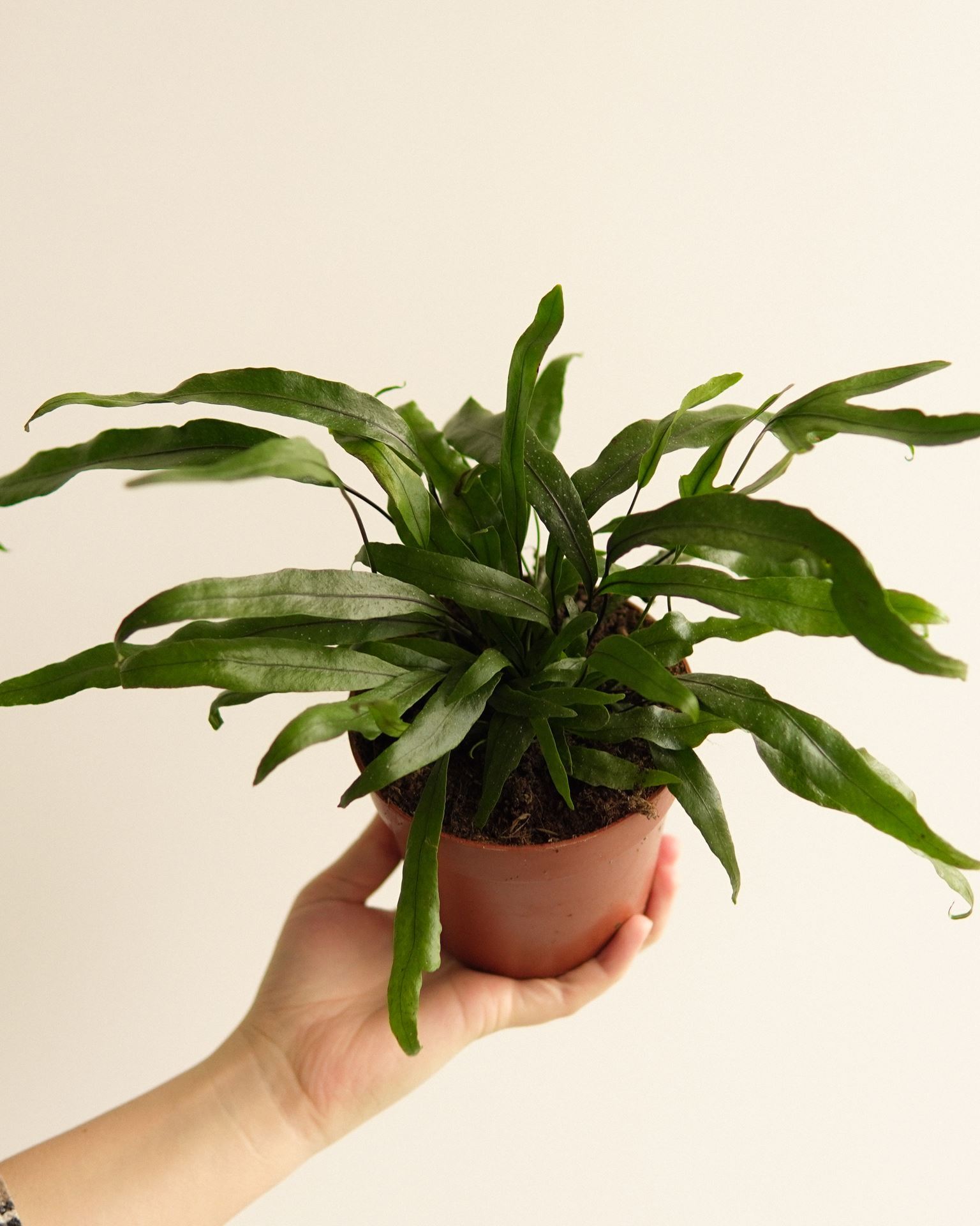 microsorum diversifolium