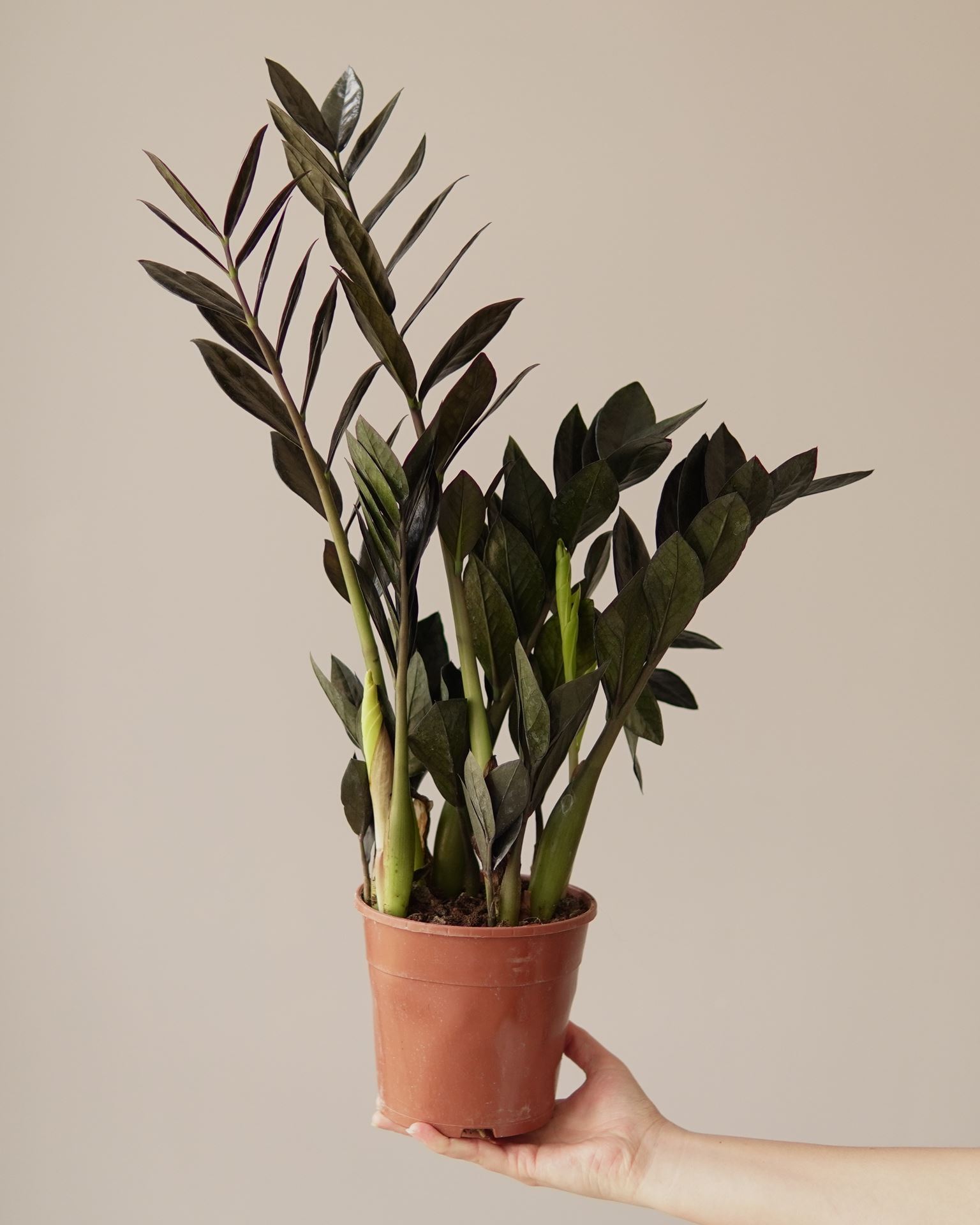 ZAMIOCULCAS RAVEN