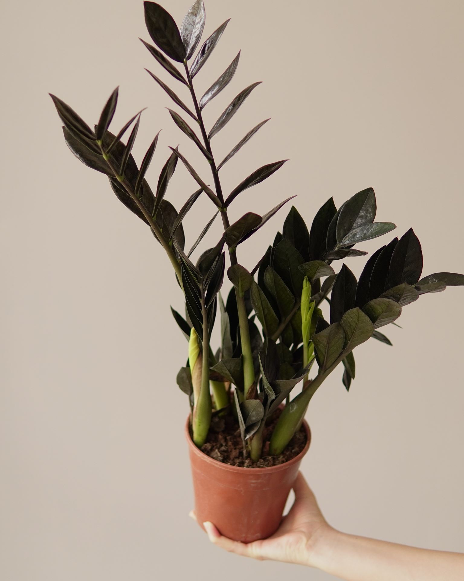ZAMIOCULCAS RAVEN