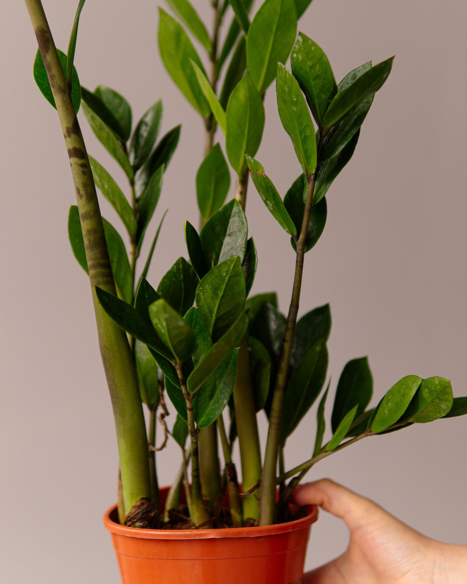 ZAMIOCULCAS ZAMIIFOLIA
