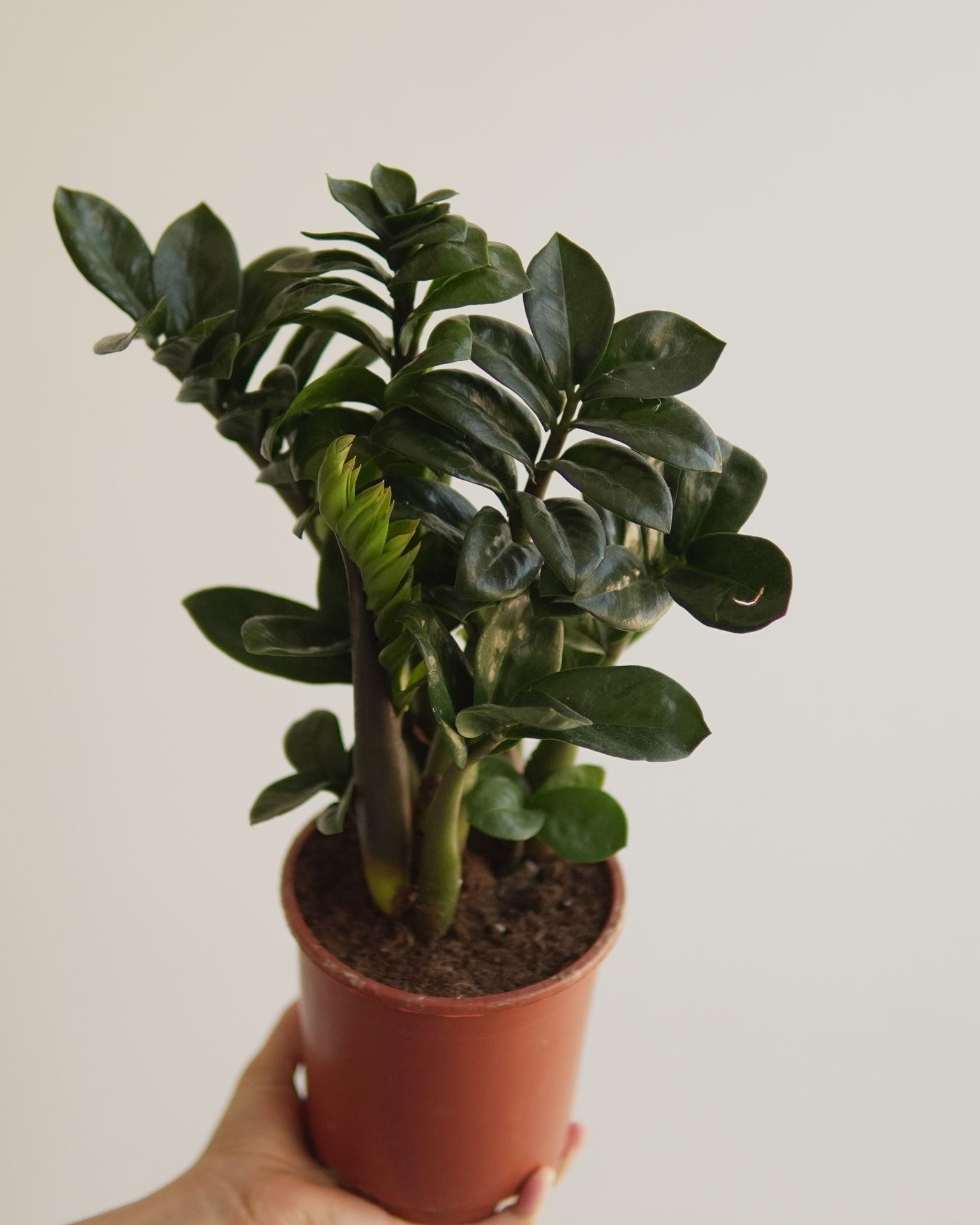 ZAMIOCULCAS ZENZI
