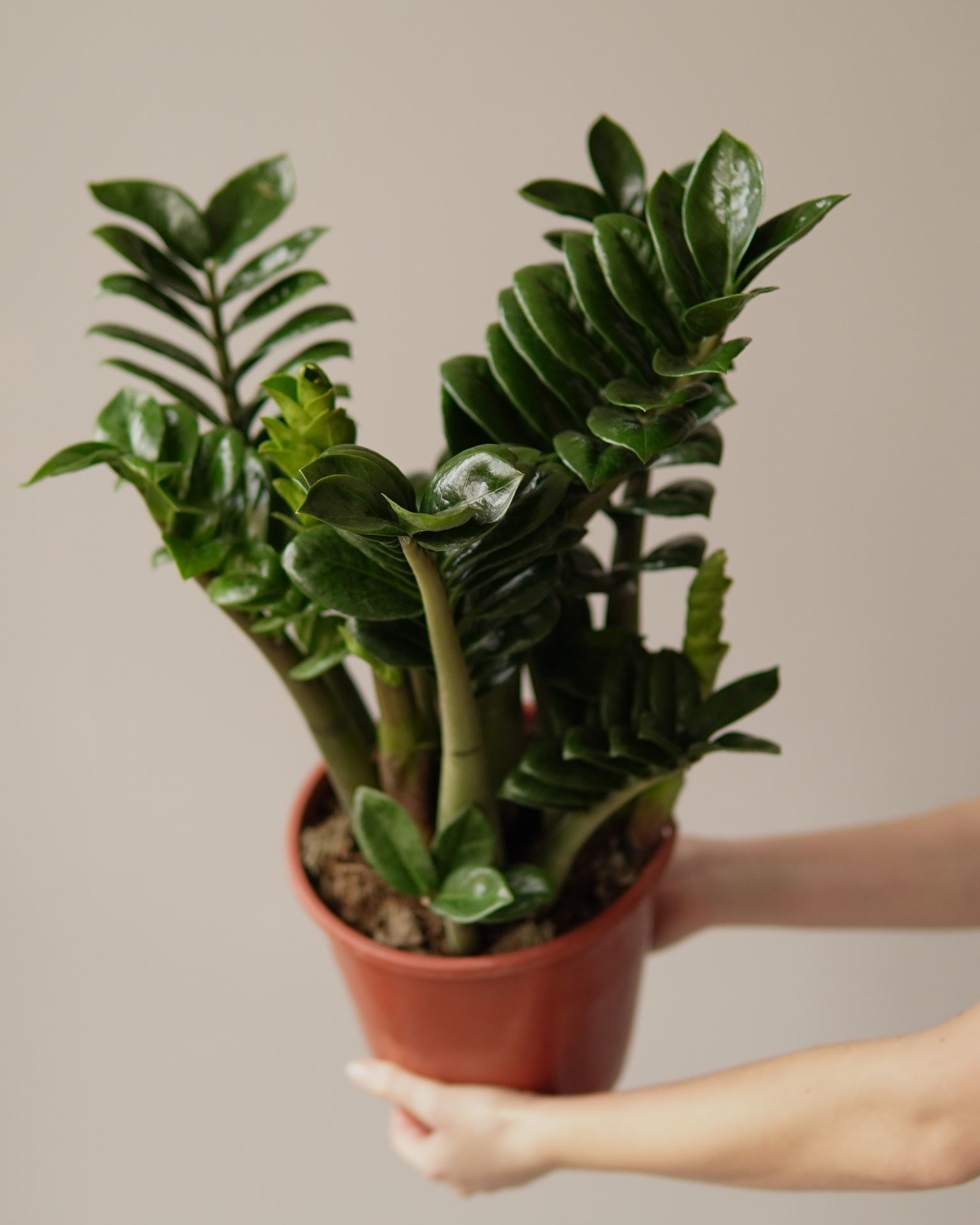 ZAMIOCULCAS ZENZI