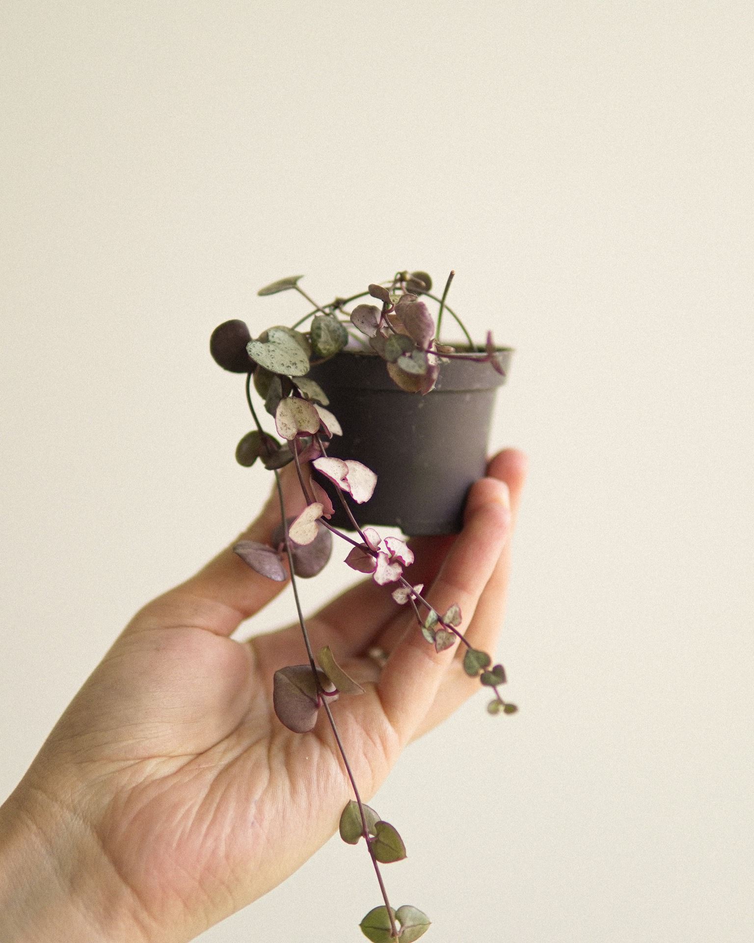 ceropegia woodii